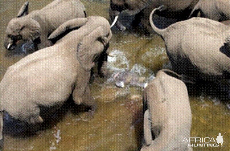 Elephant born in the river in Kruger National Park 2012!