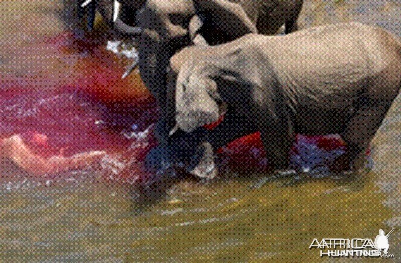 Elephant born in the river in Kruger National Park 2012!