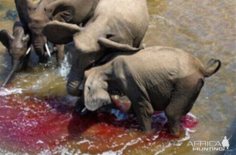 Elephant born in the river in Kruger National Park 2012!