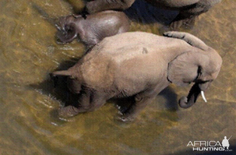 Elephant born in the river in Kruger National Park 2012!