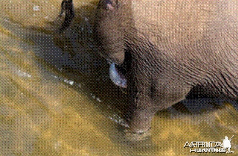 Elephant born in the river in Kruger National Park 2012!