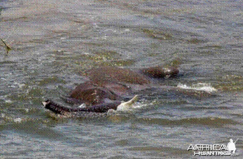 Elephant born in the river in Kruger National Park 2012!