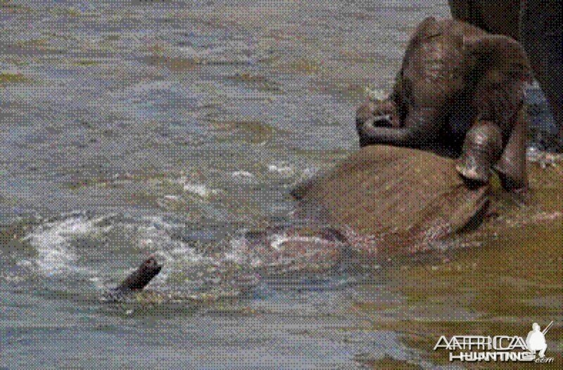 Elephant born in the river in Kruger National Park 2012!