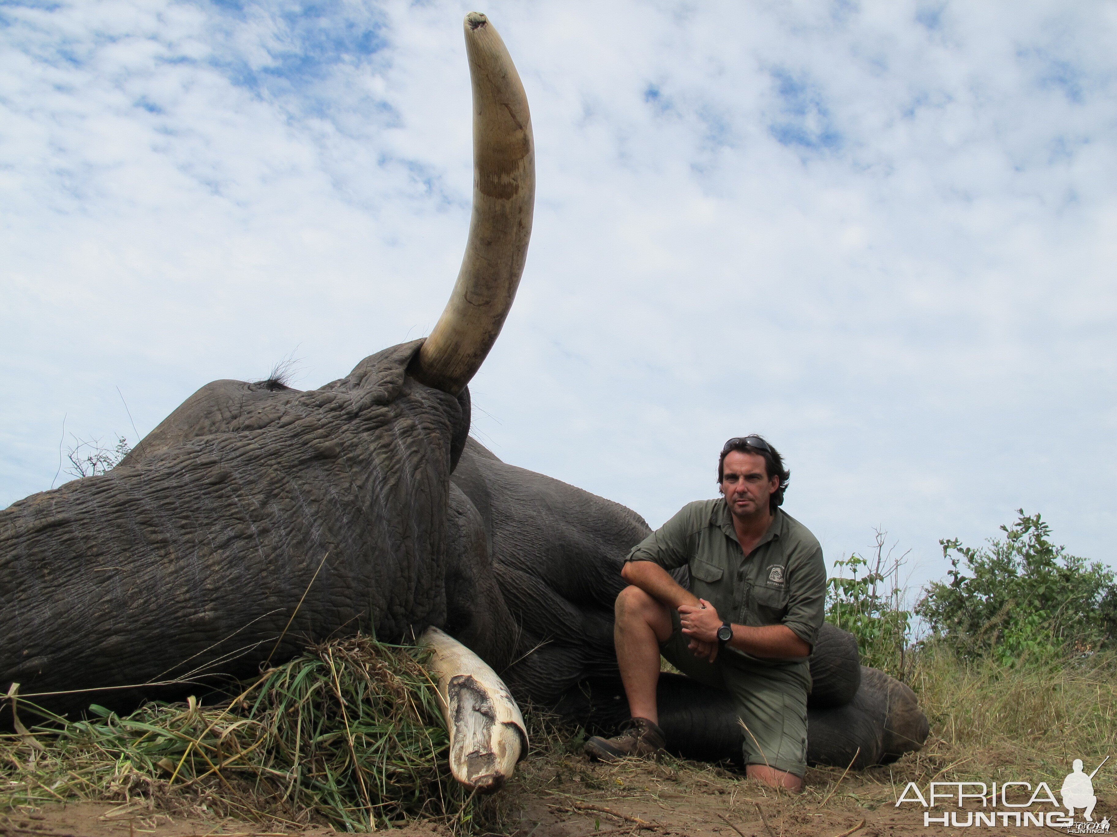 Elephant Botswana 2011 67 x 64 Lbs