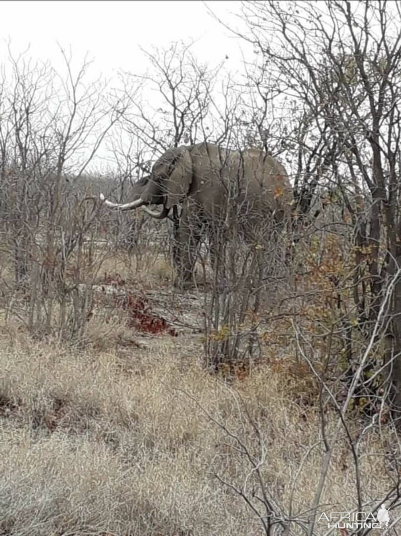 Elephant Botswana