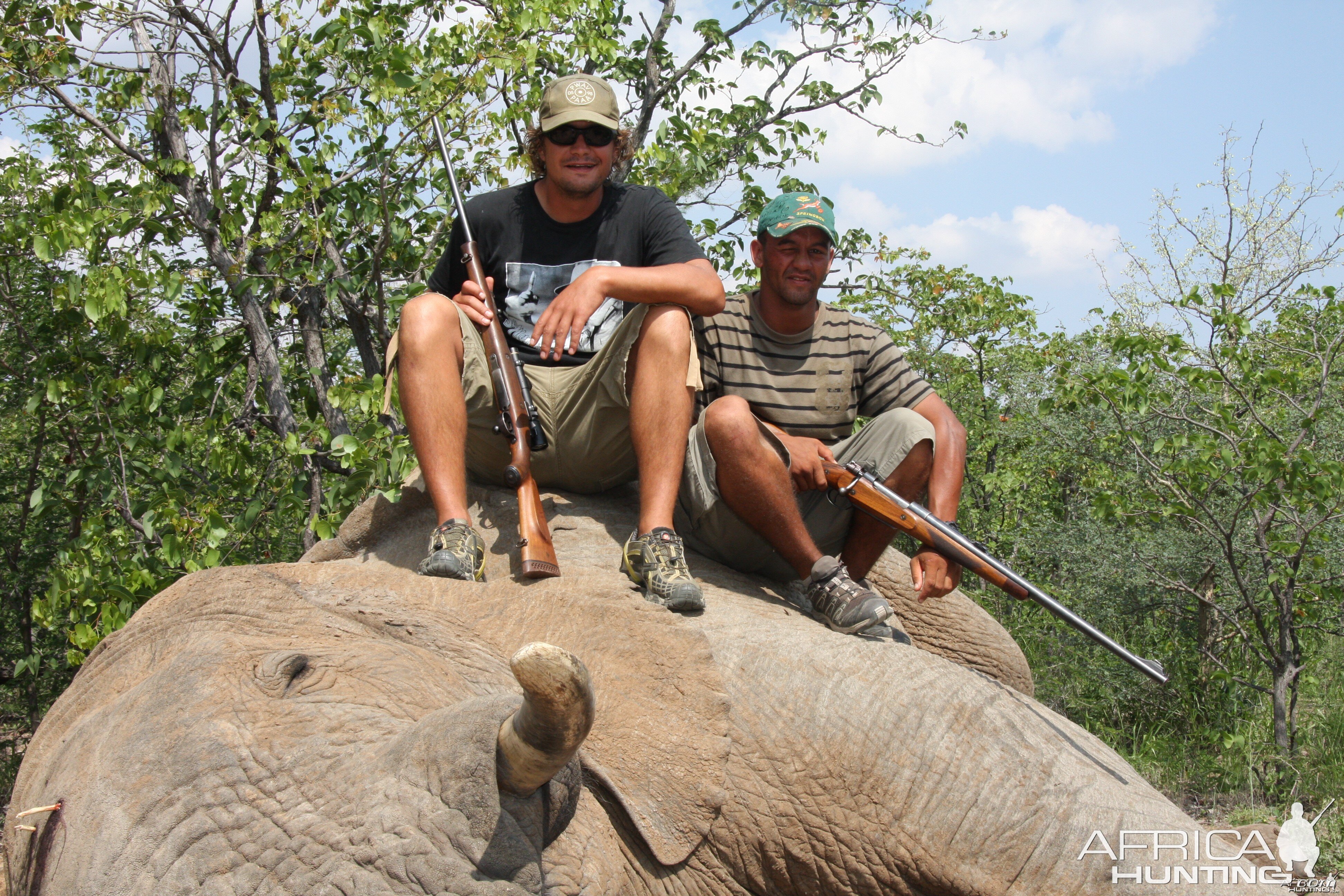 Elephant Botswana