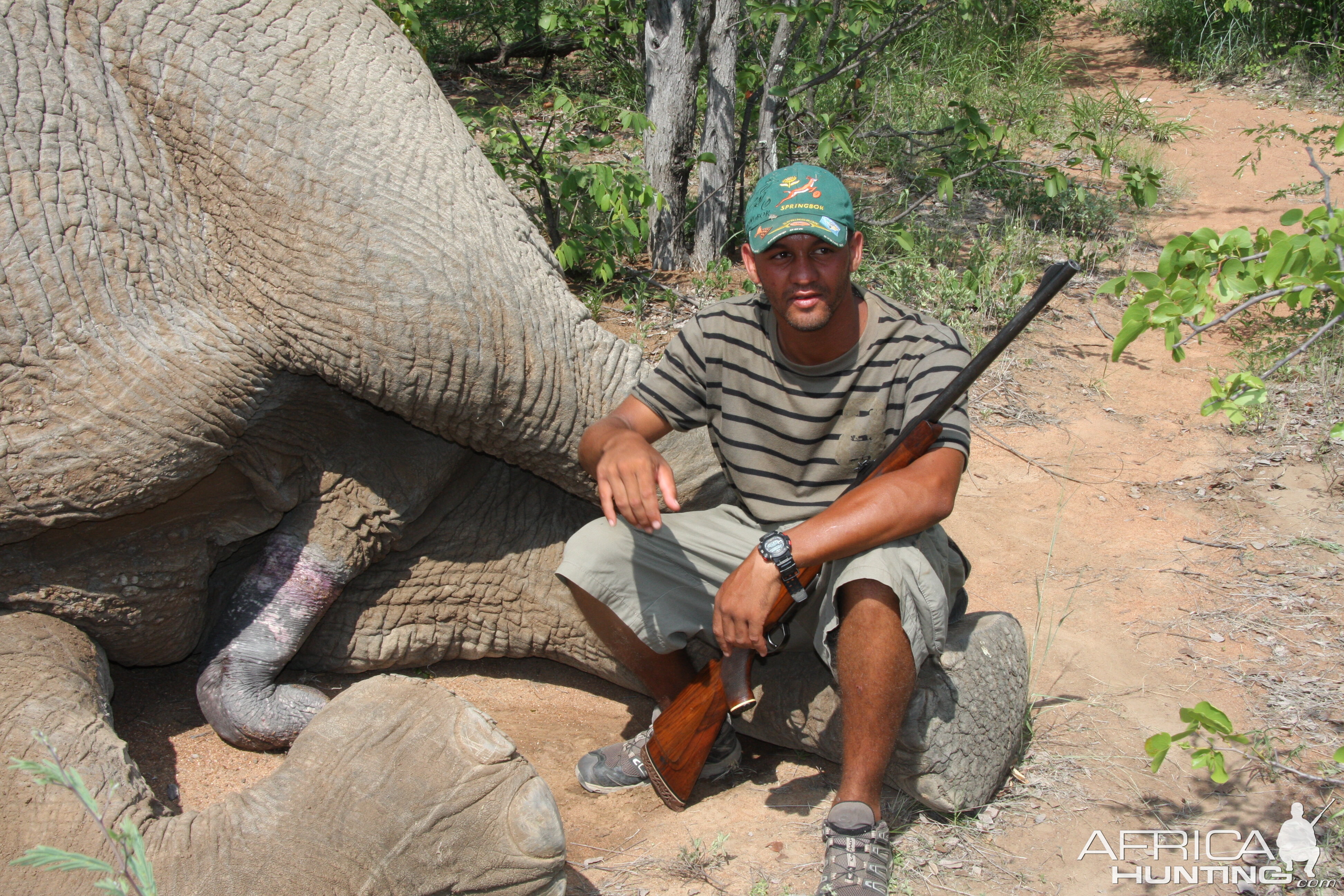 Elephant Botswana