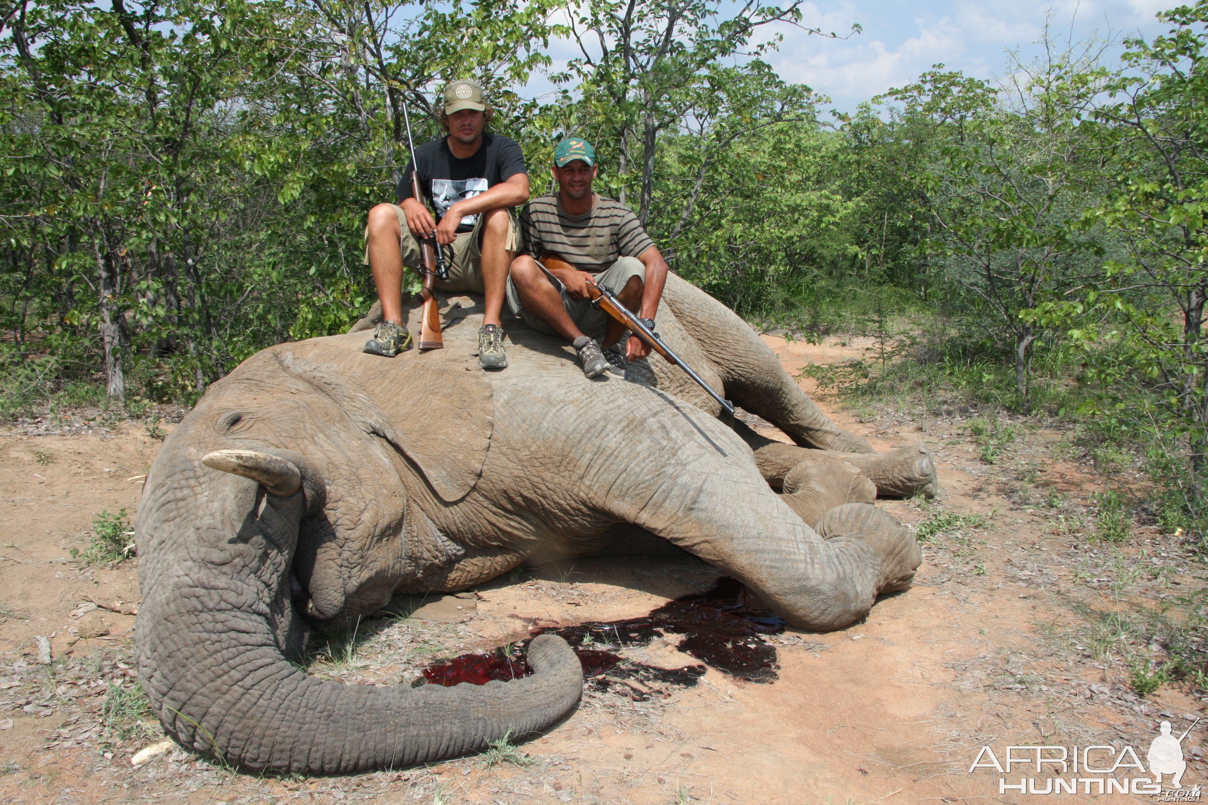 Elephant Botswana