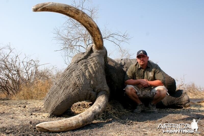 Elephant Botswana