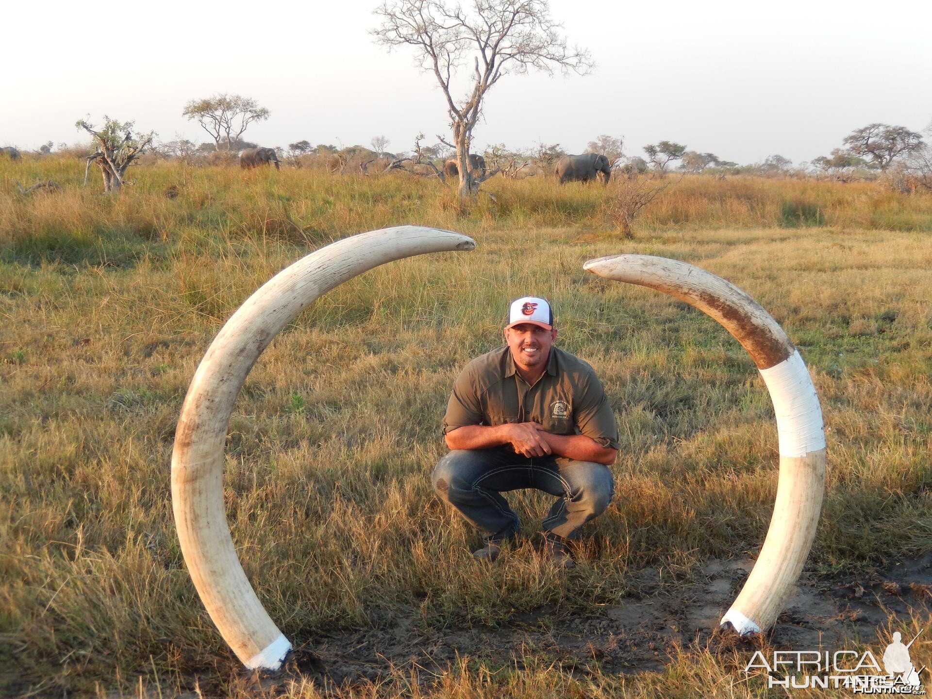 Elephant Botswana