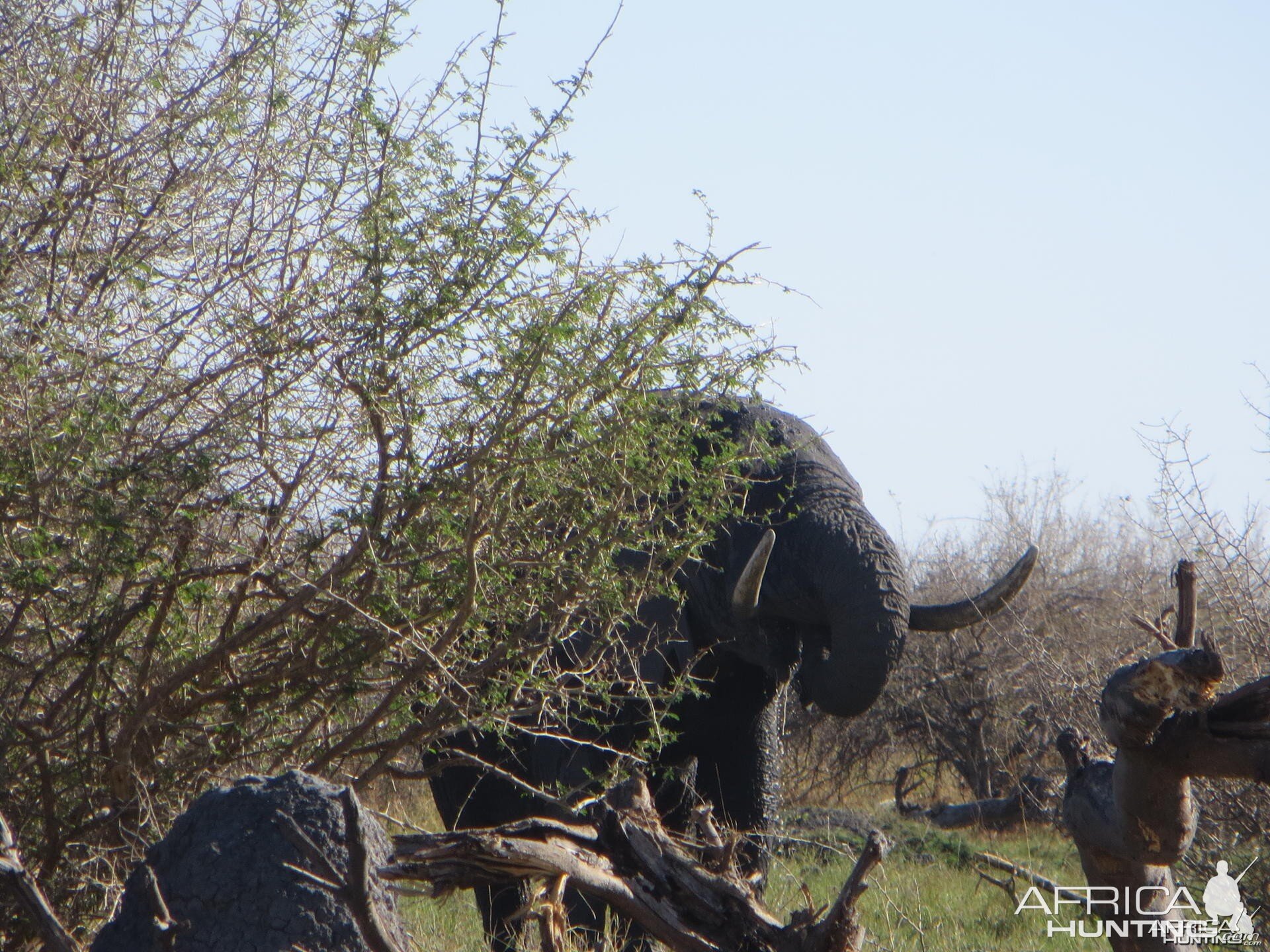 Elephant Botswana