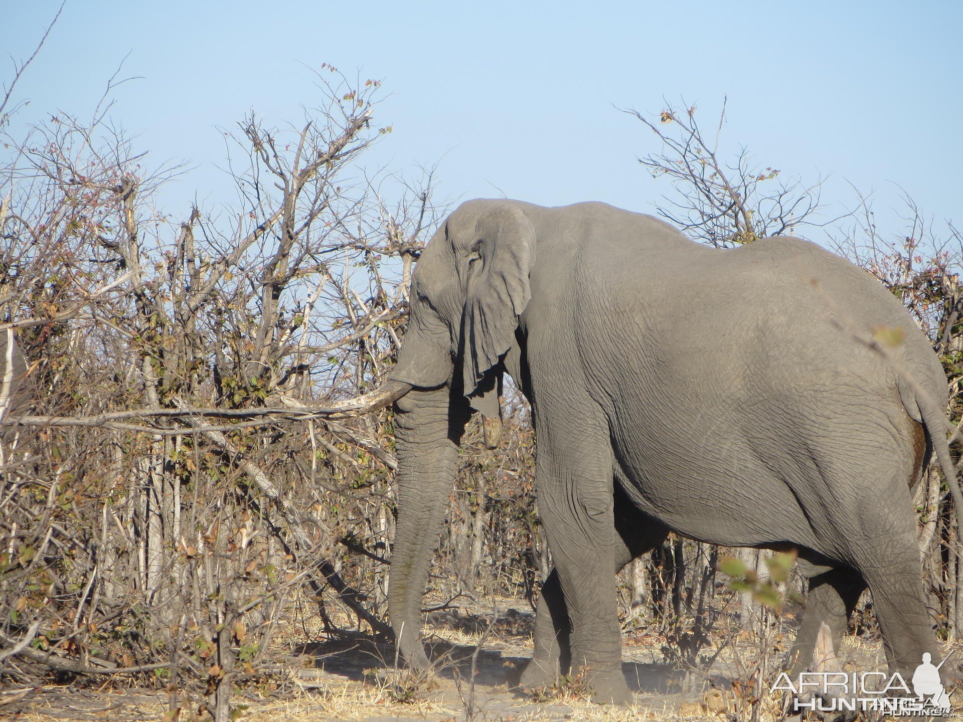 Elephant Botswana