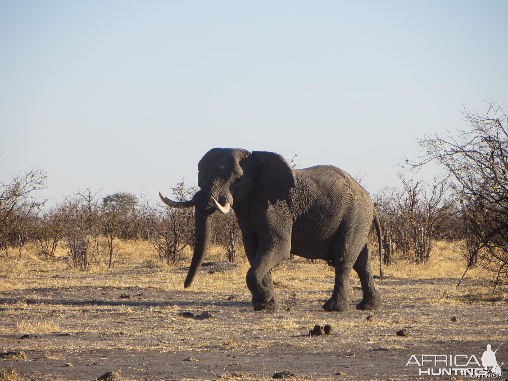 Elephant Botswana