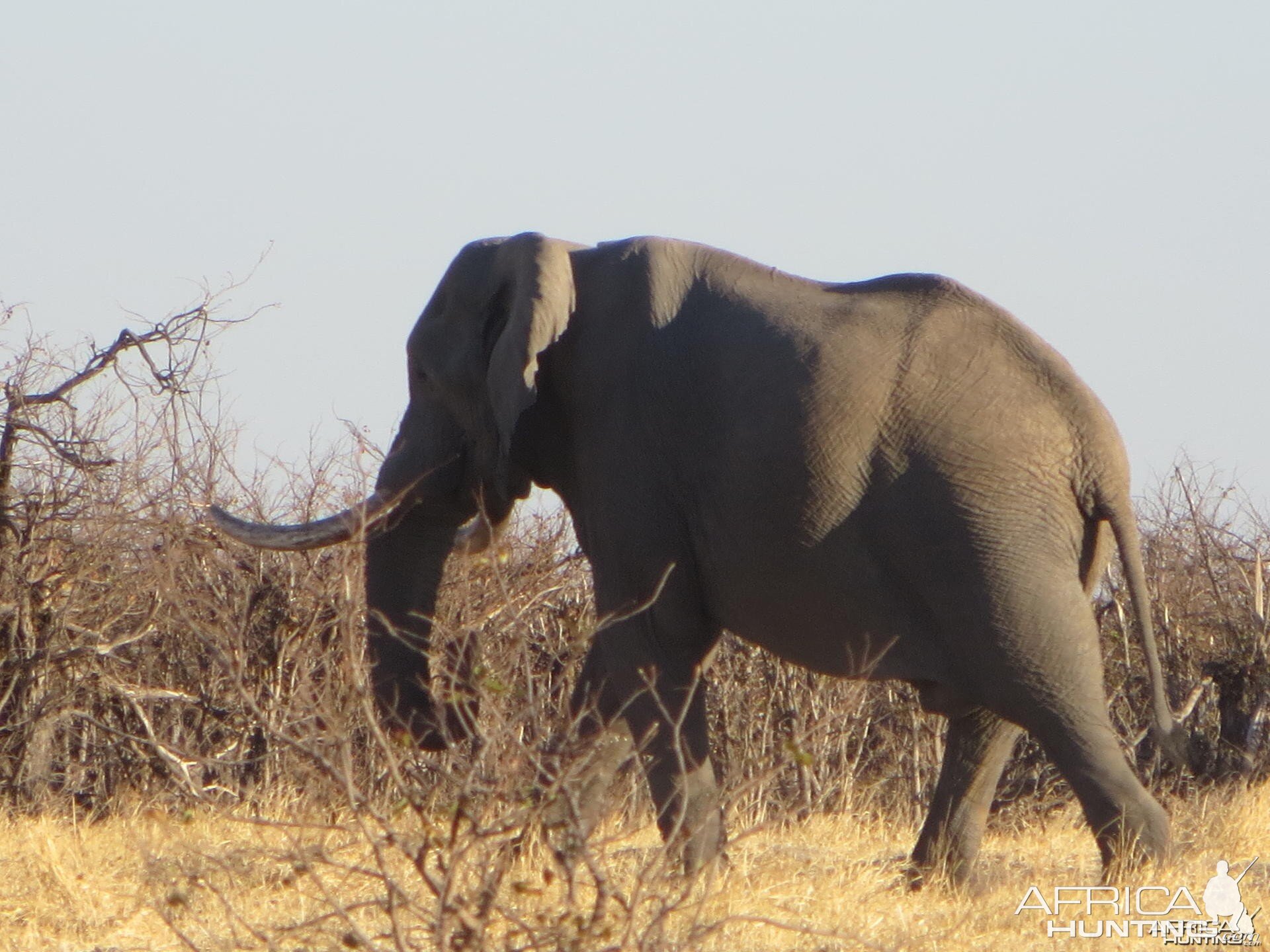 Elephant Botswana