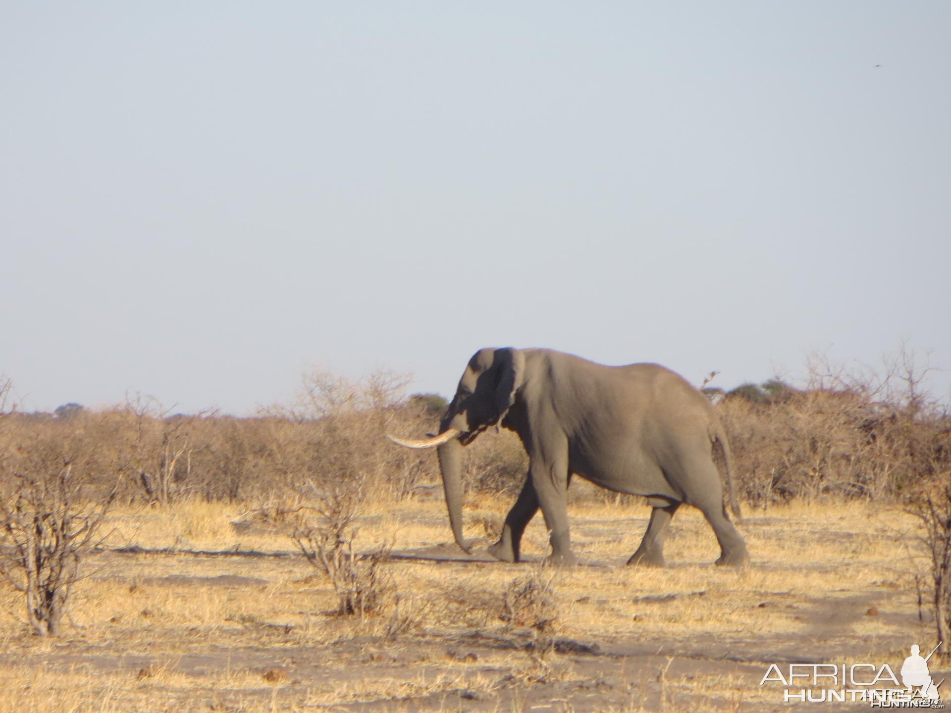 Elephant Botswana