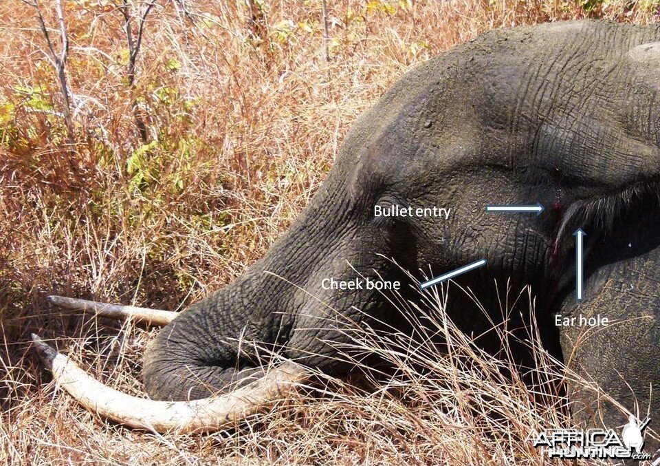 Elephant Brain shot... Tanzania