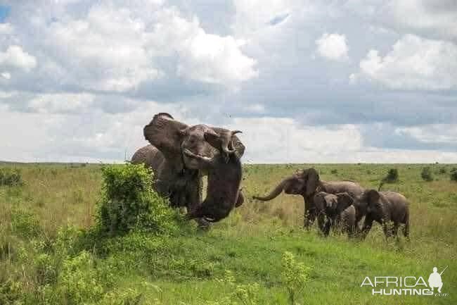 Elephant & Buffalo Encounter