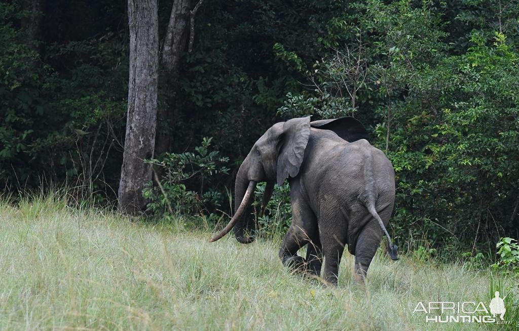 Elephant Bull Gabon