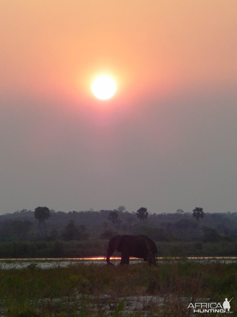 Elephant bull in the sunset - Selous Tanzania