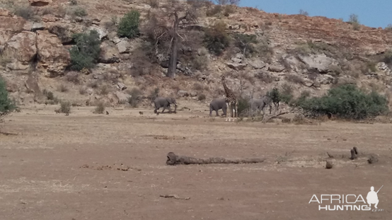 Elephant bulls heading to the river past a Giraffe bull