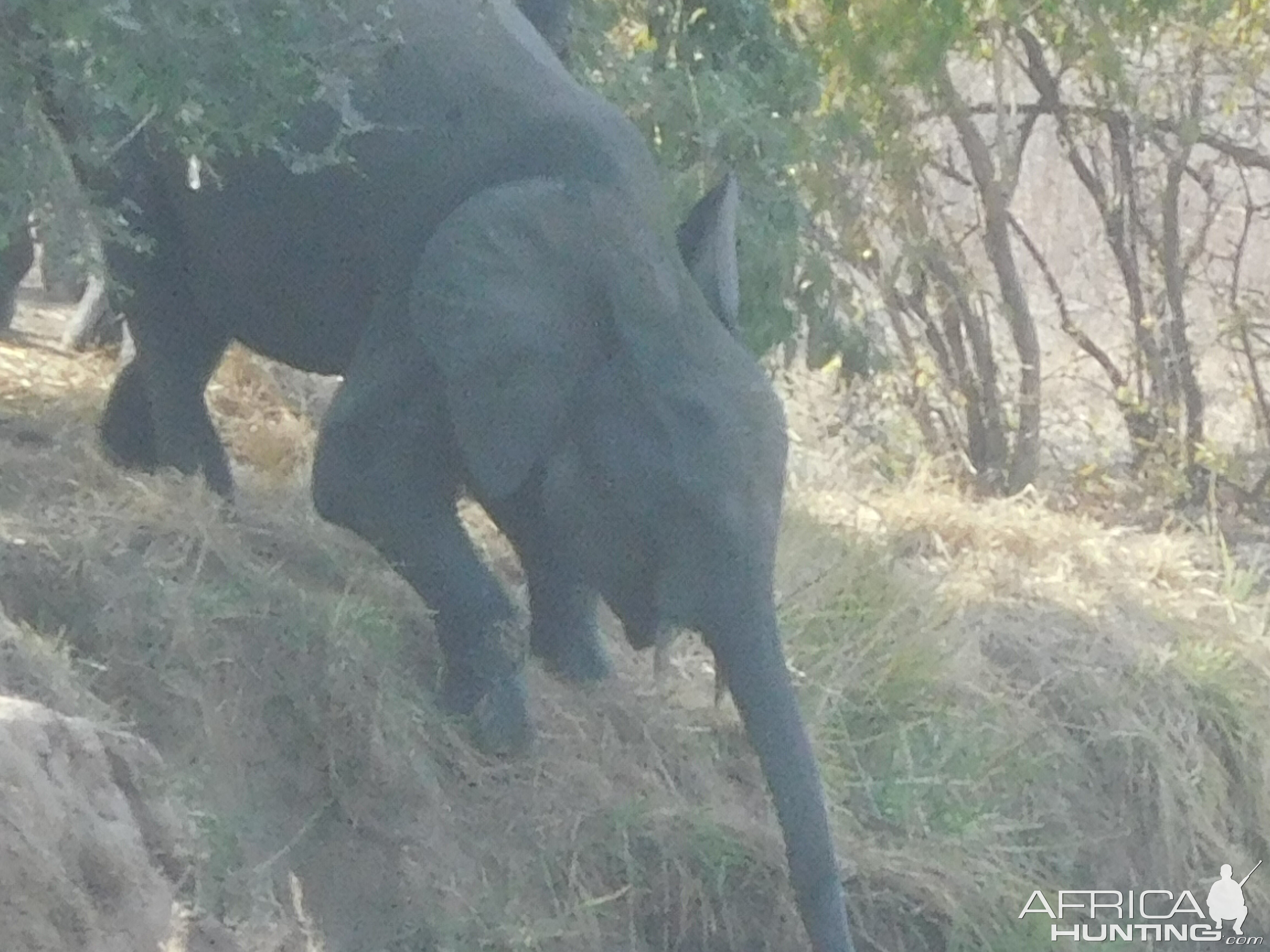 Elephant Burkina Faso