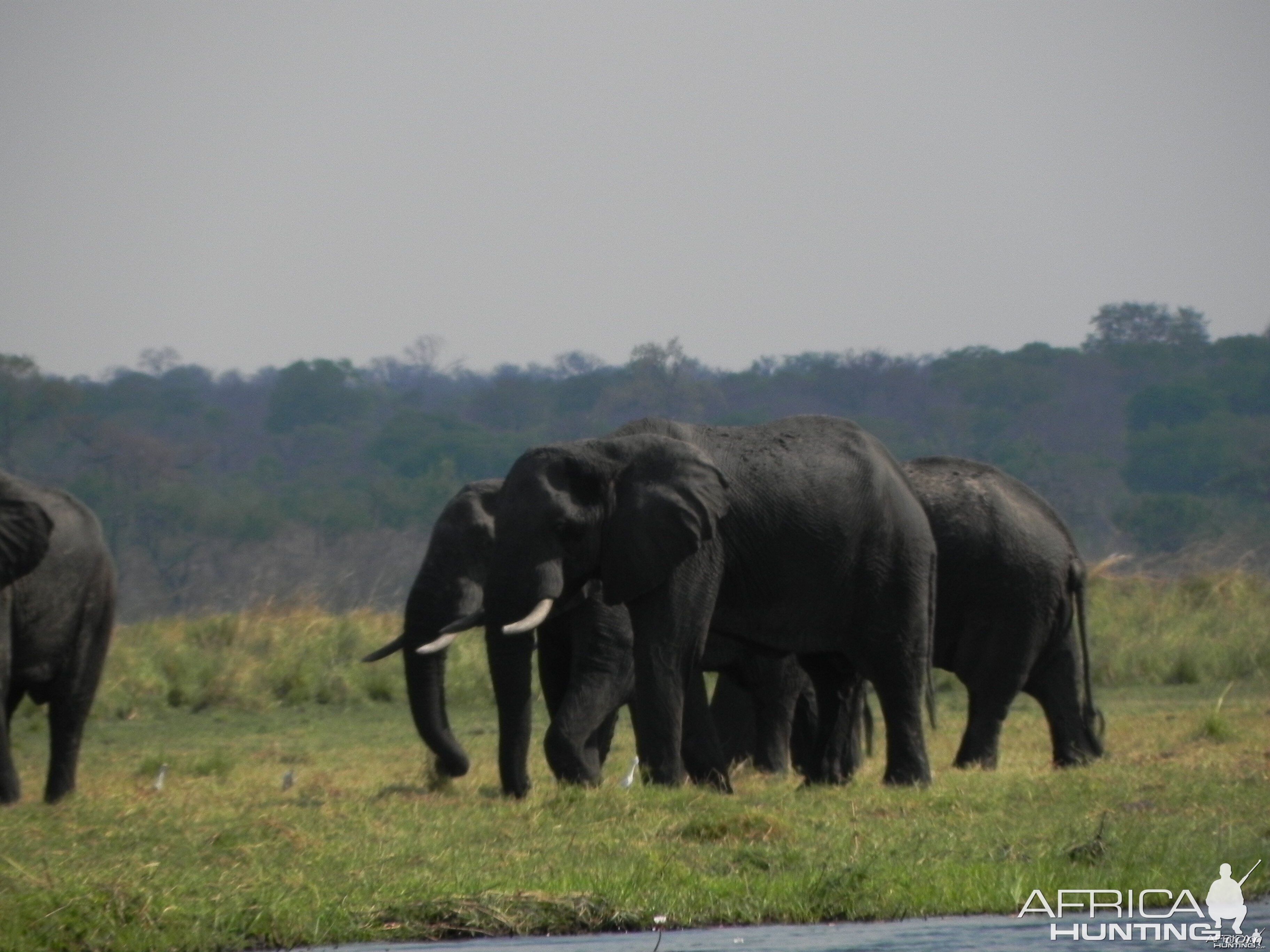 Elephant Caprivi Namibia