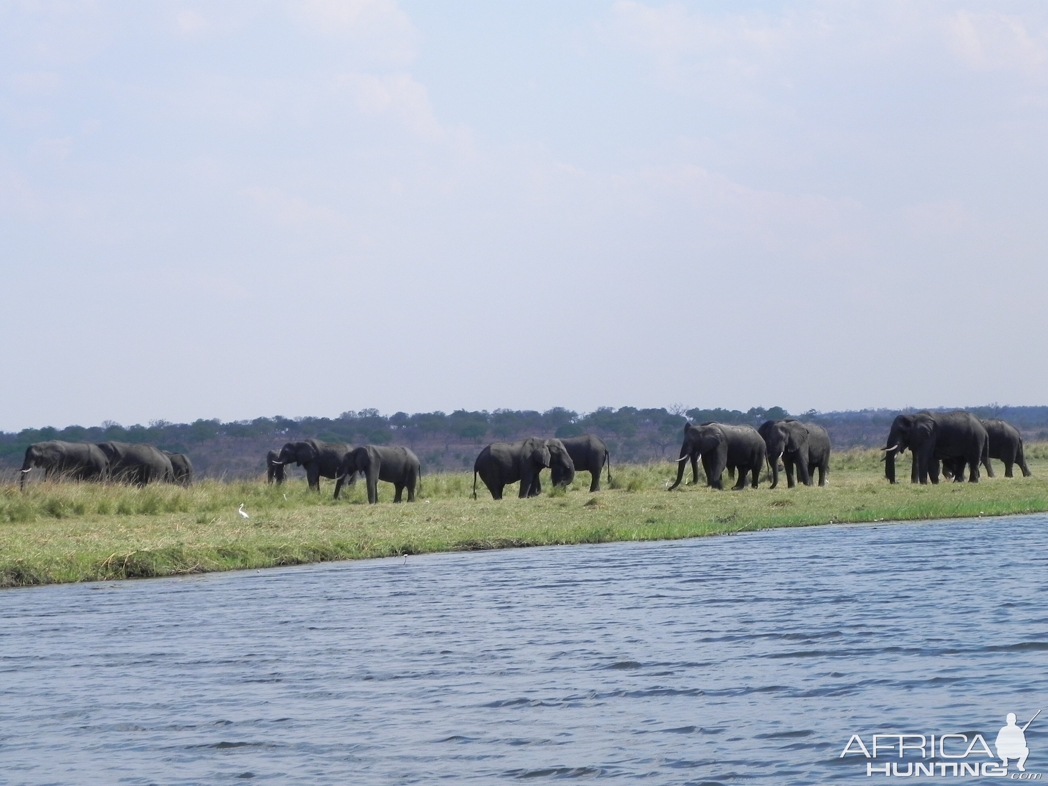 Elephant Caprivi Namibia