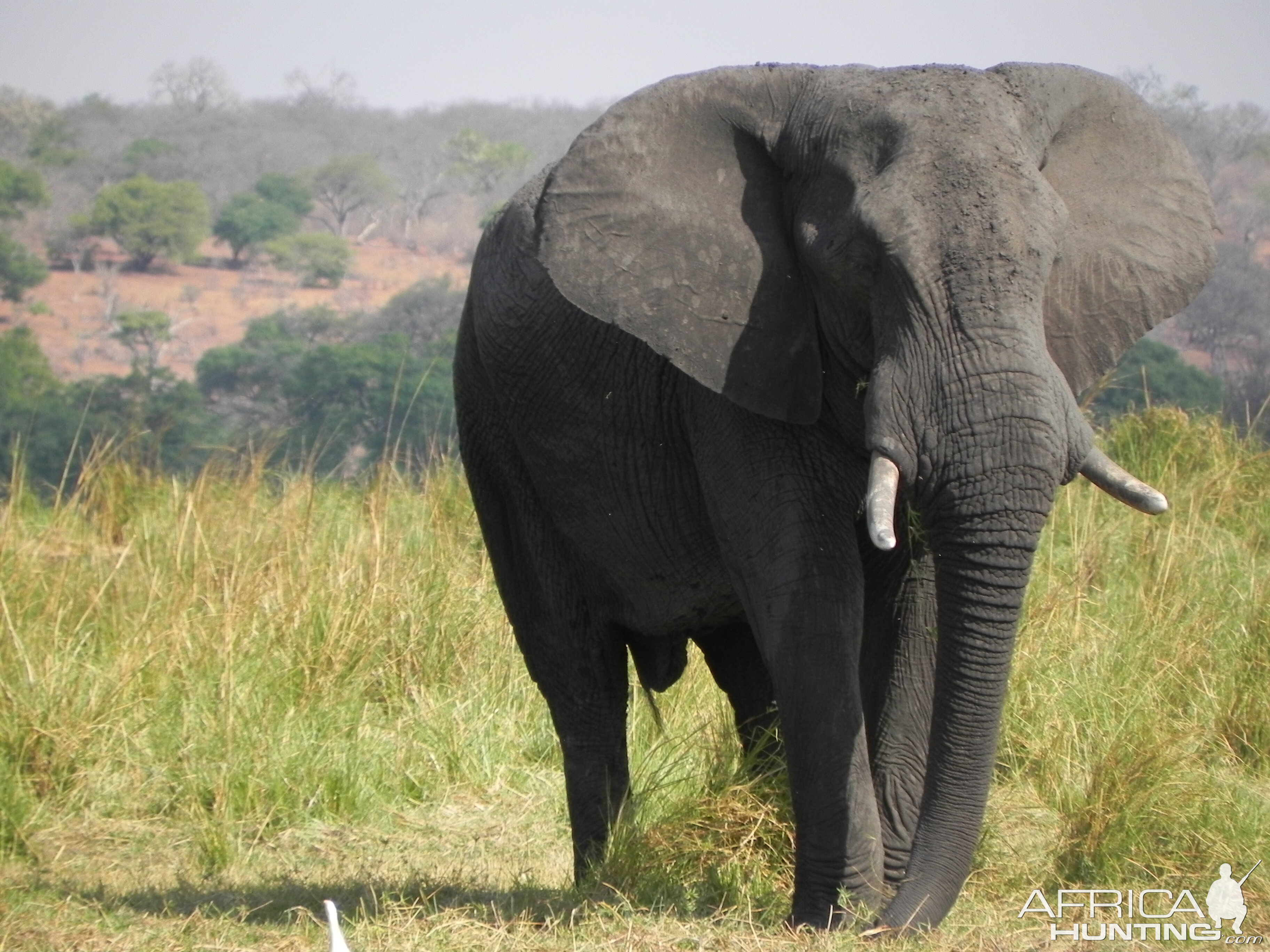 Elephant Caprivi Namibia