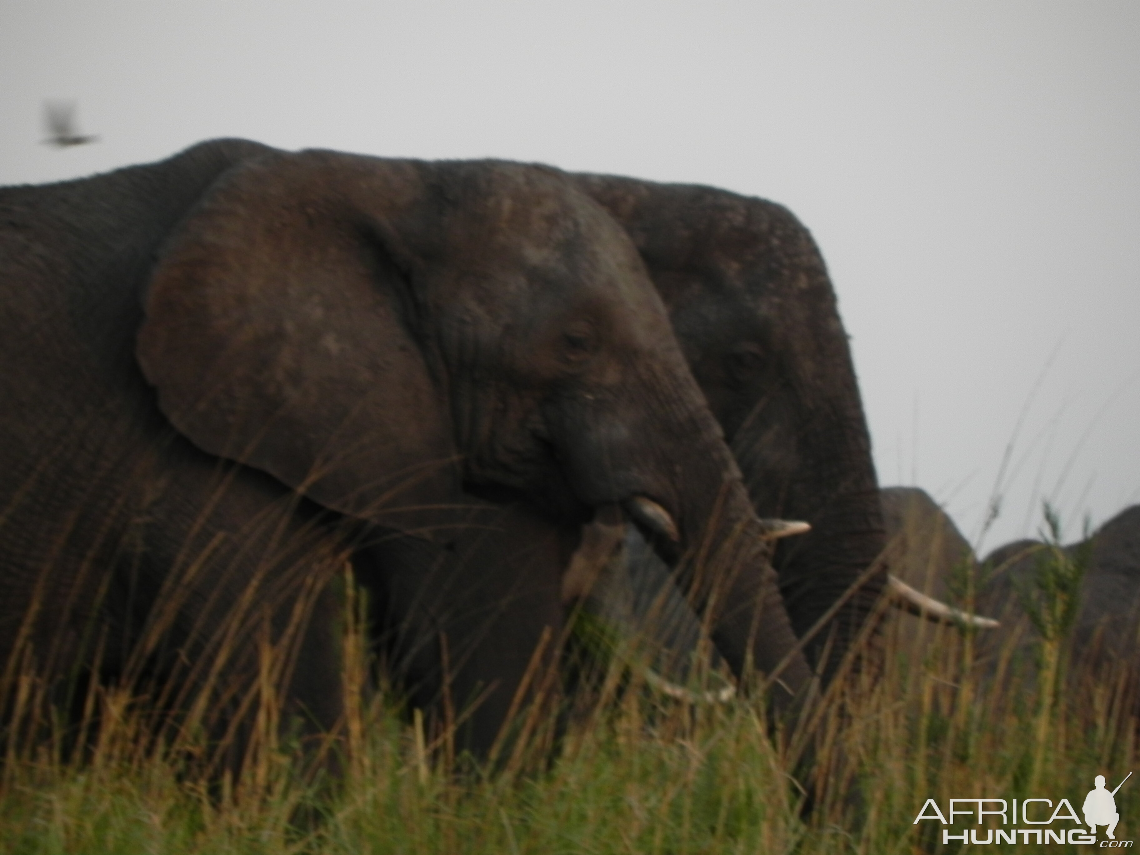 Elephant Caprivi Namibia