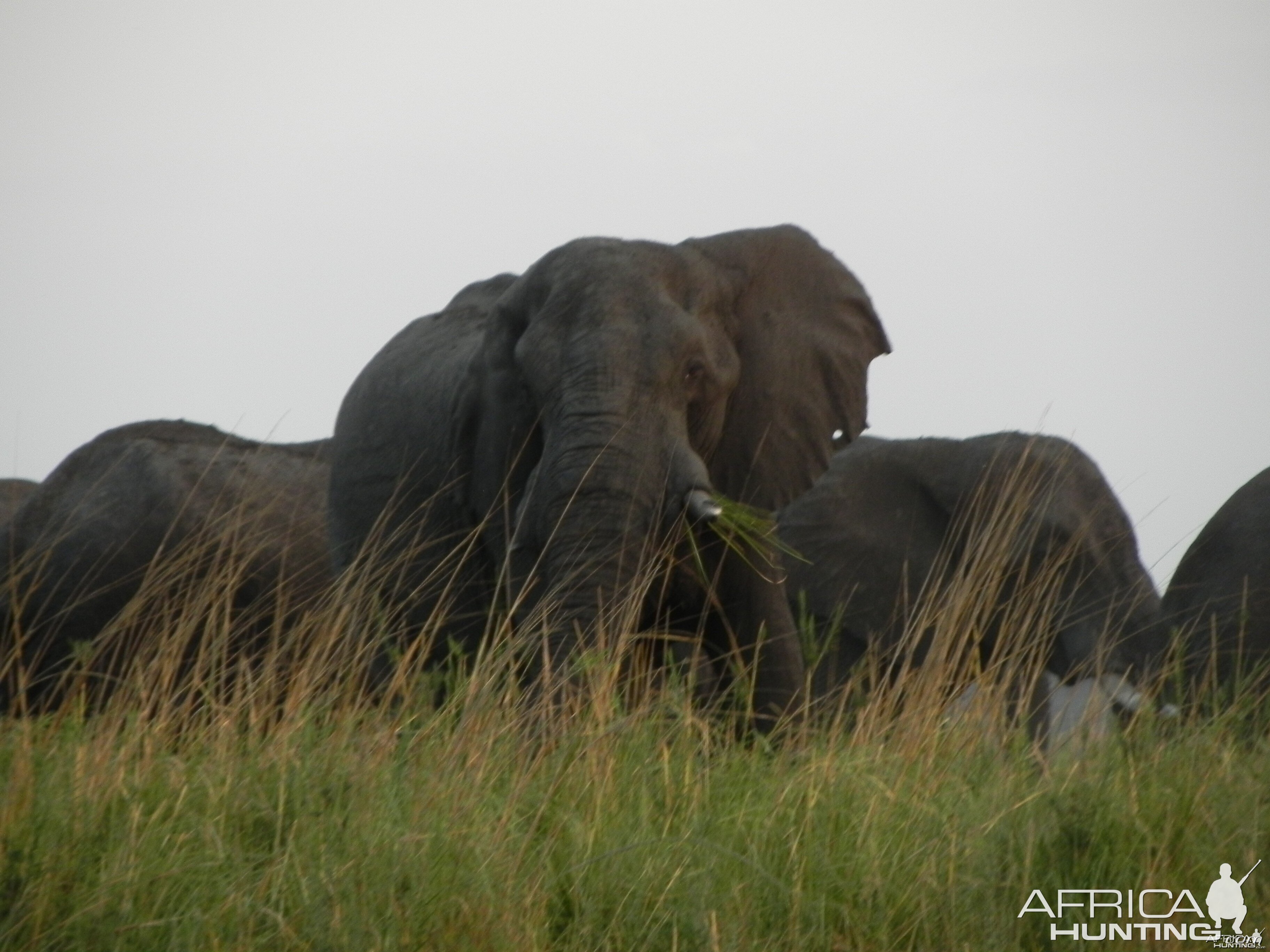 Elephant Caprivi Namibia