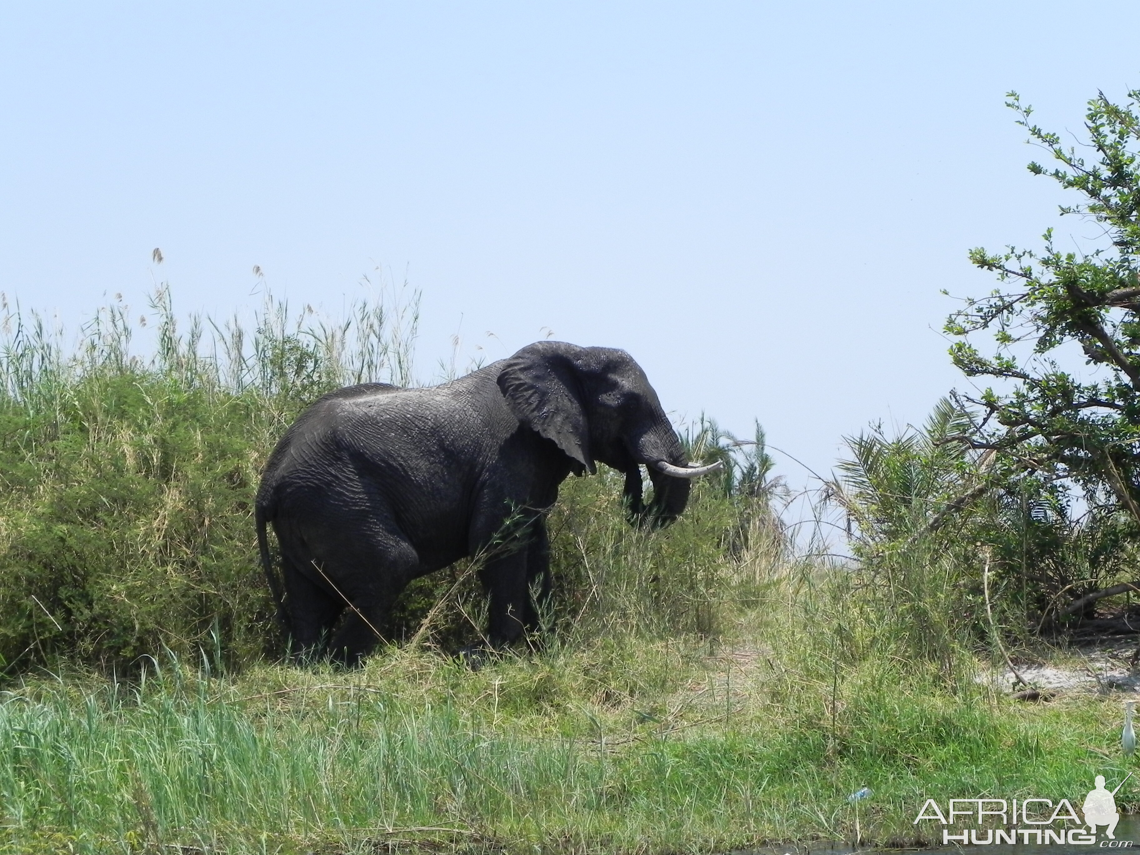 Elephant Caprivi Namibia