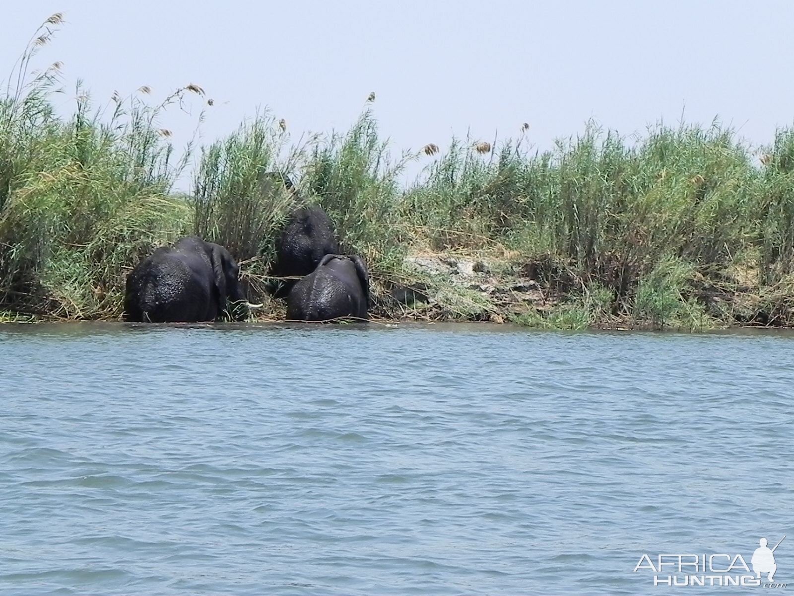 Elephant Caprivi Namibia