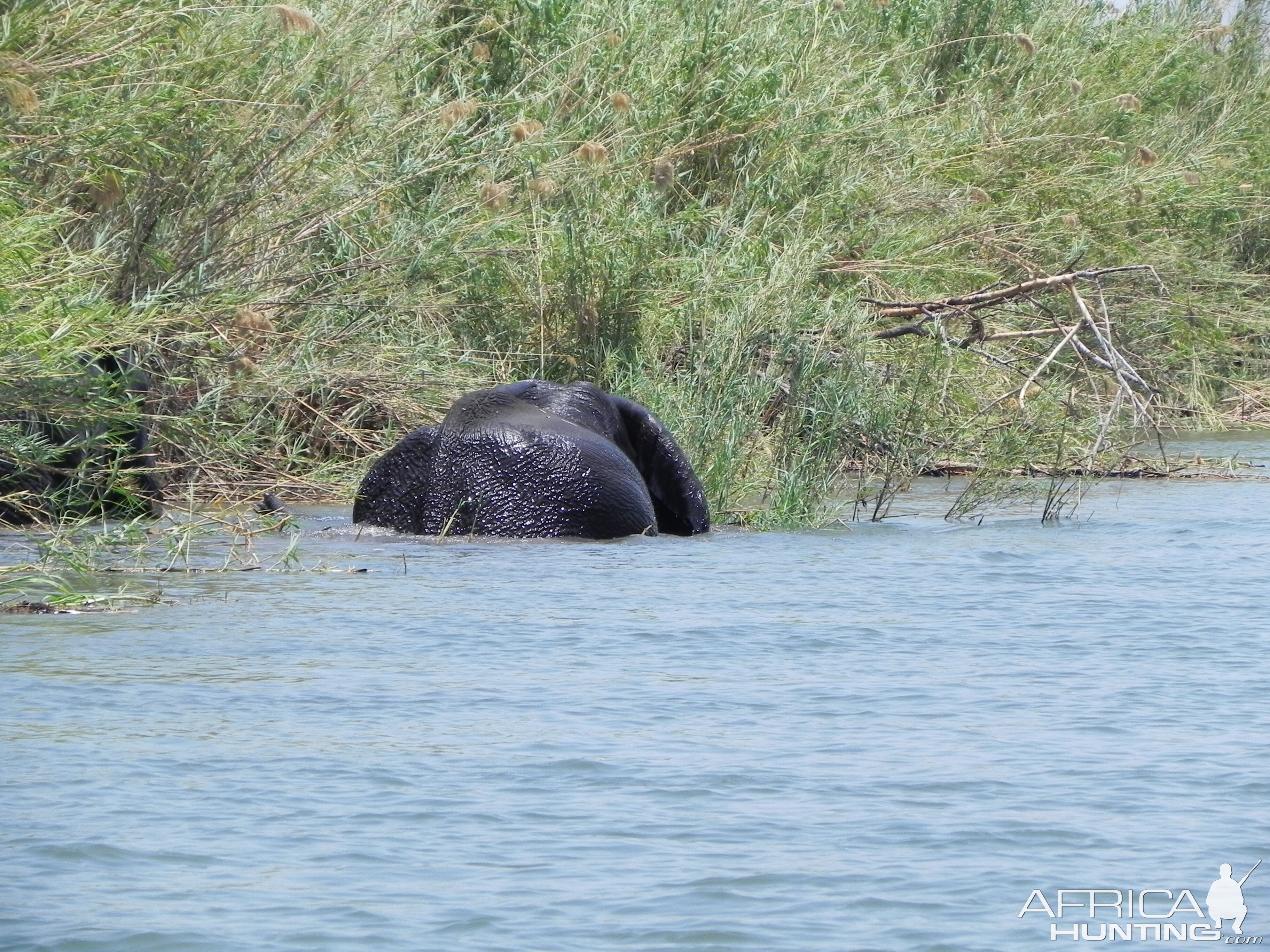 Elephant Caprivi Namibia