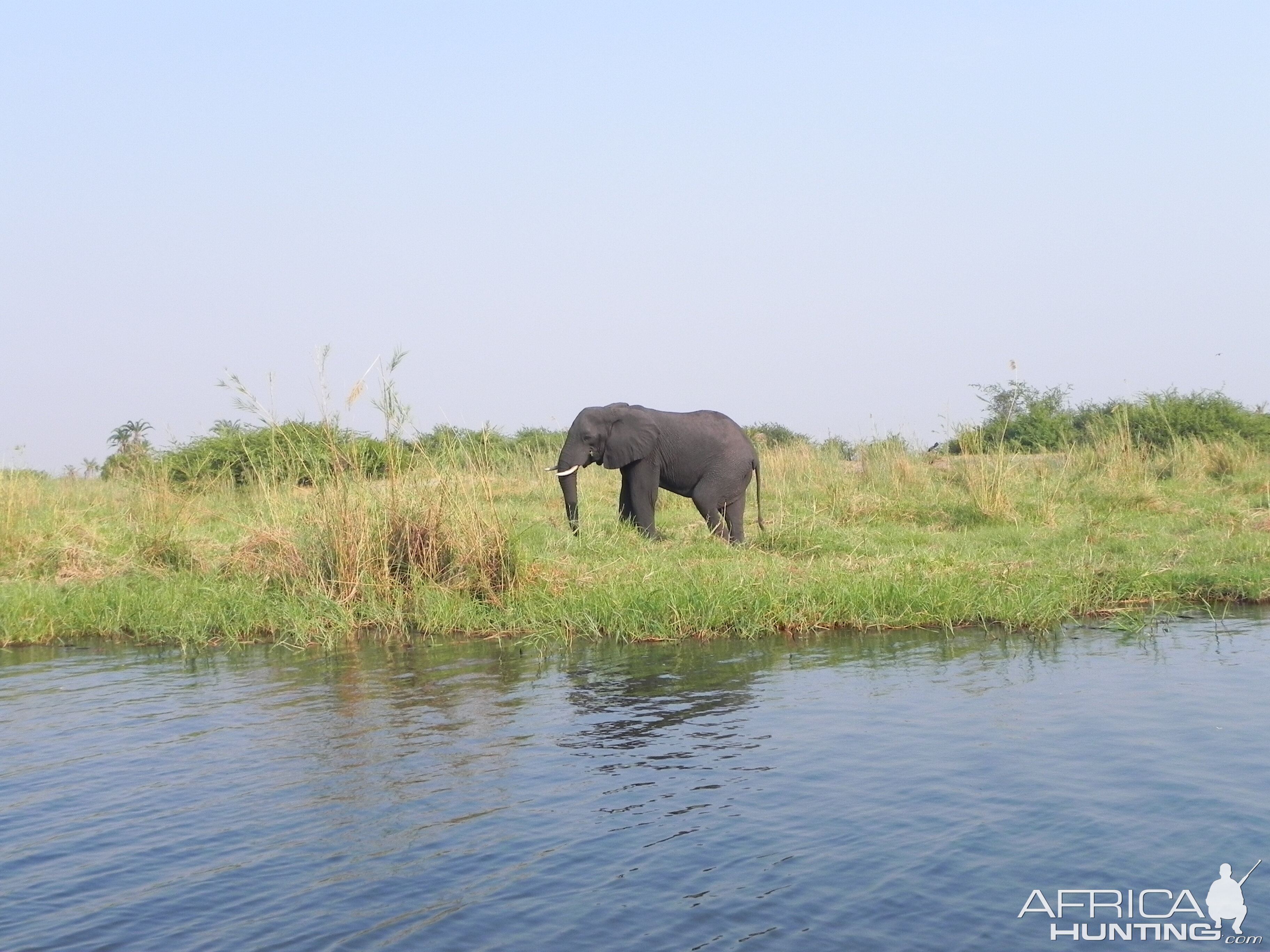 Elephant Caprivi Namibia