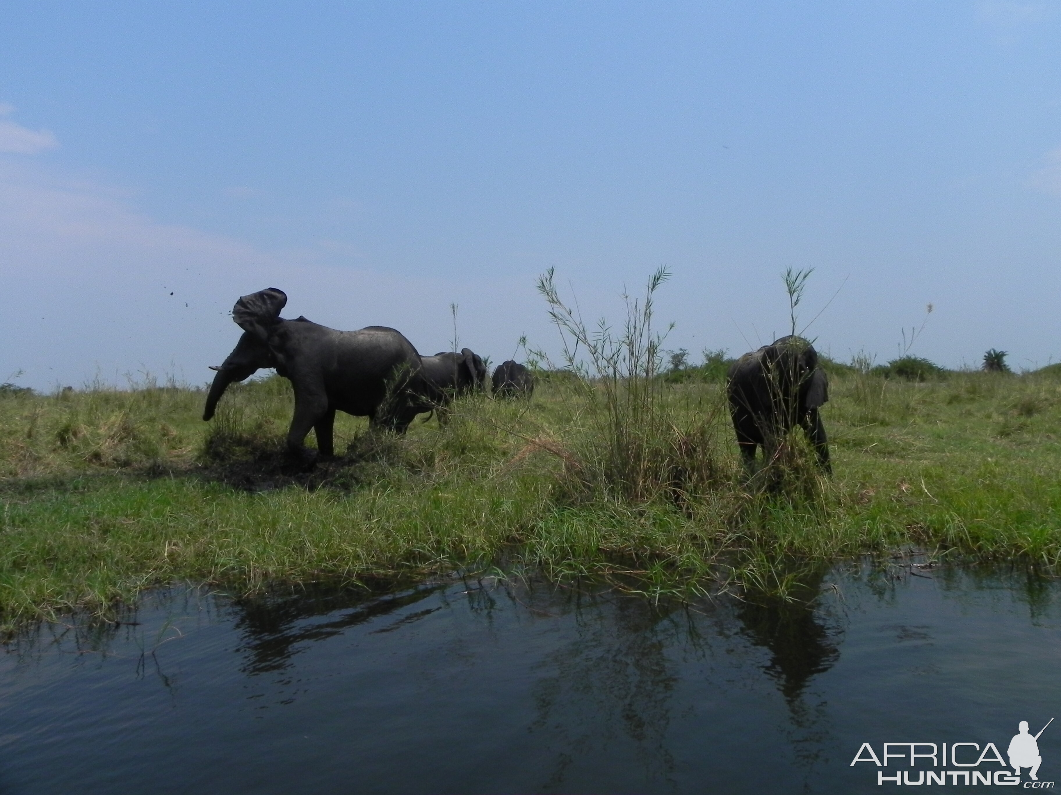 Elephant Caprivi Namibia