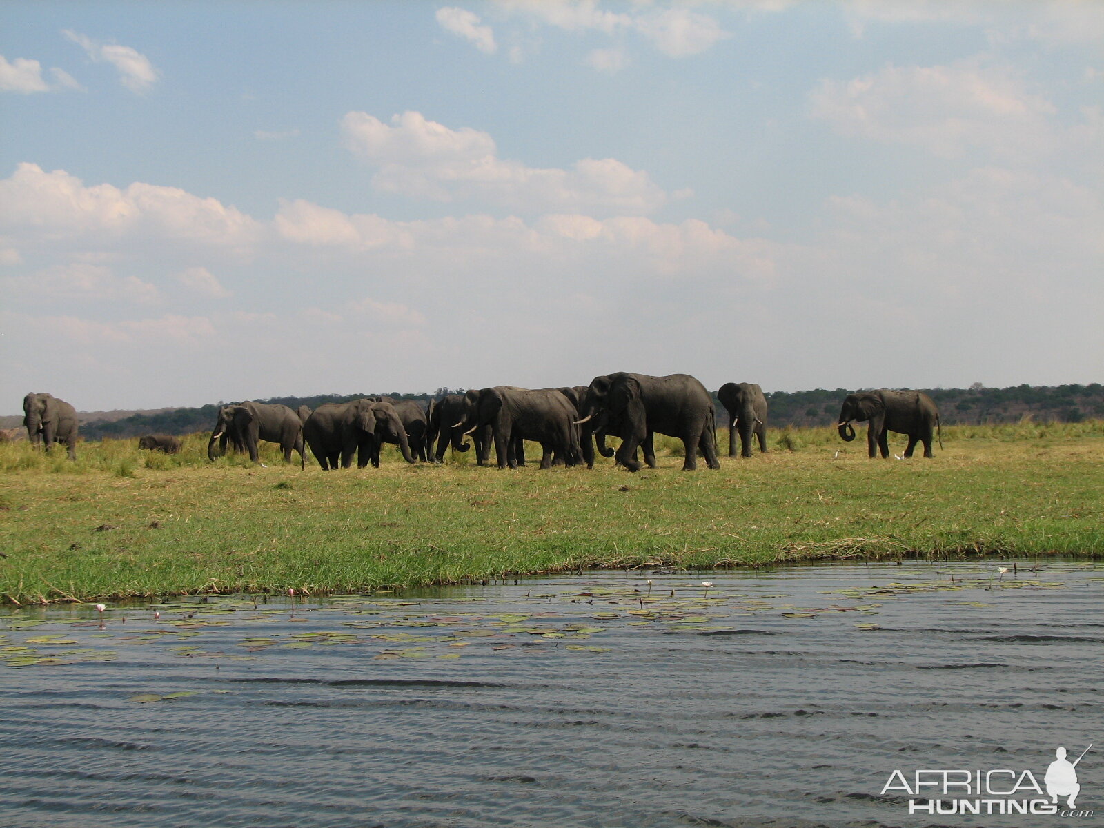 Elephant Caprivi Namibia