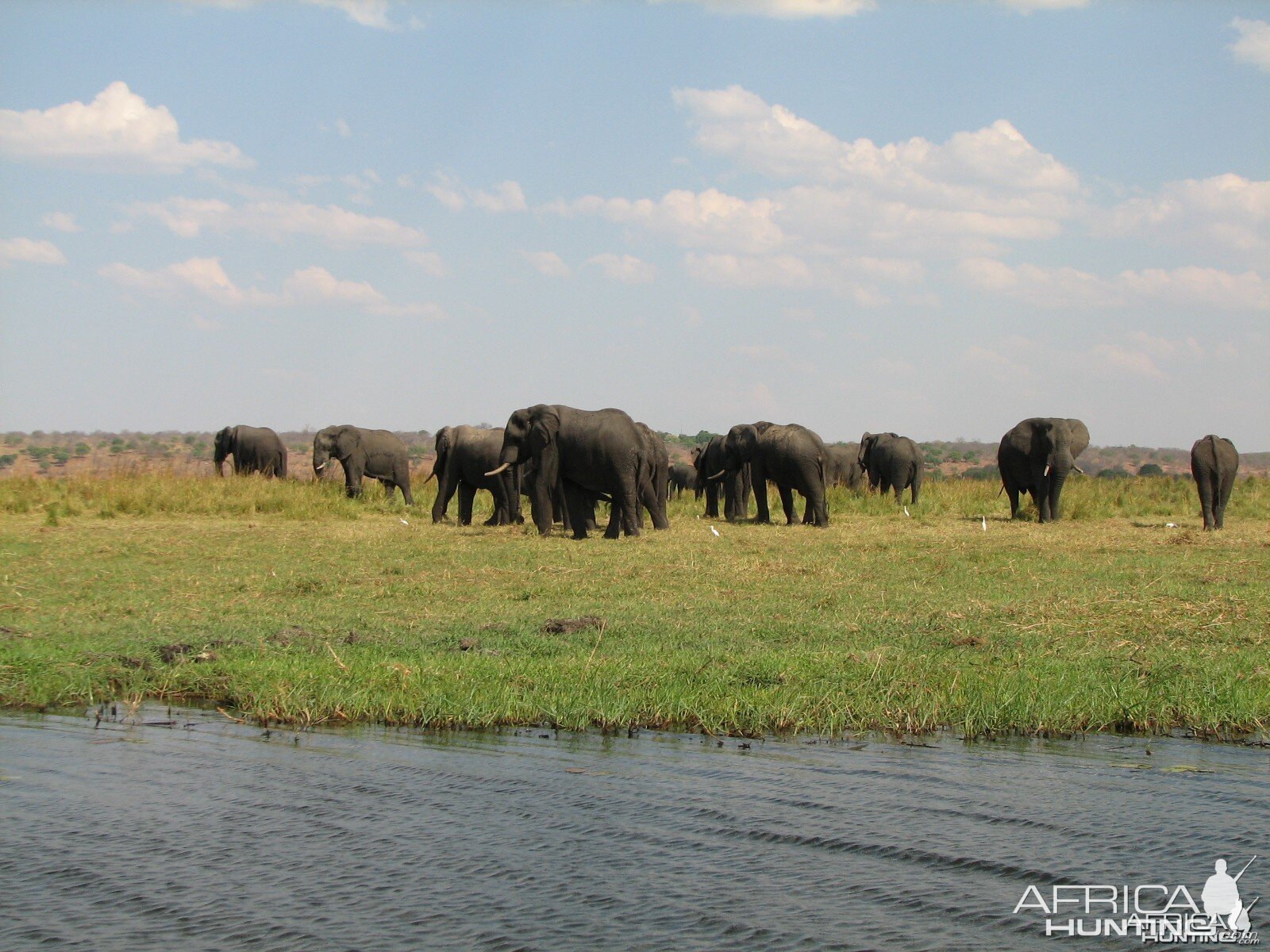 Elephant Caprivi Namibia