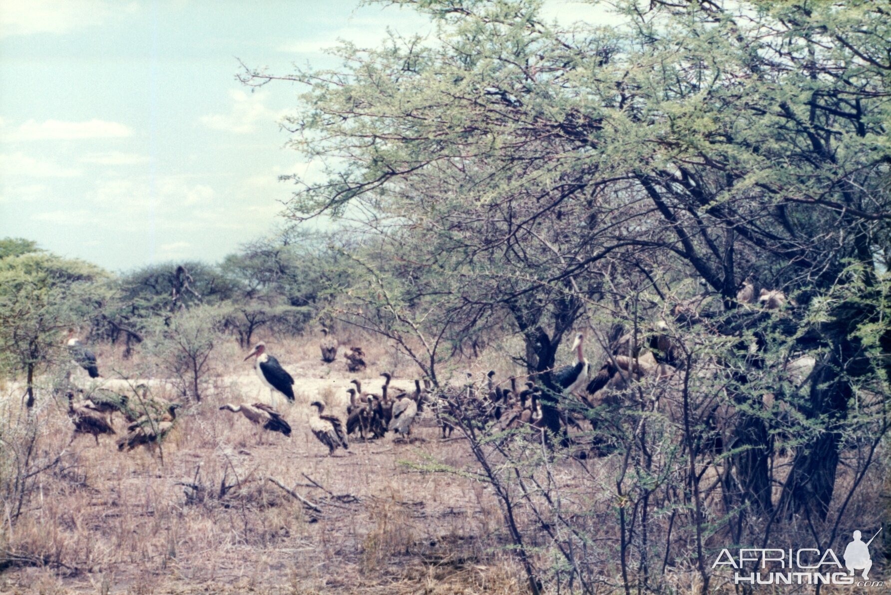 Elephant carcass at Etosha National Park in Namibia