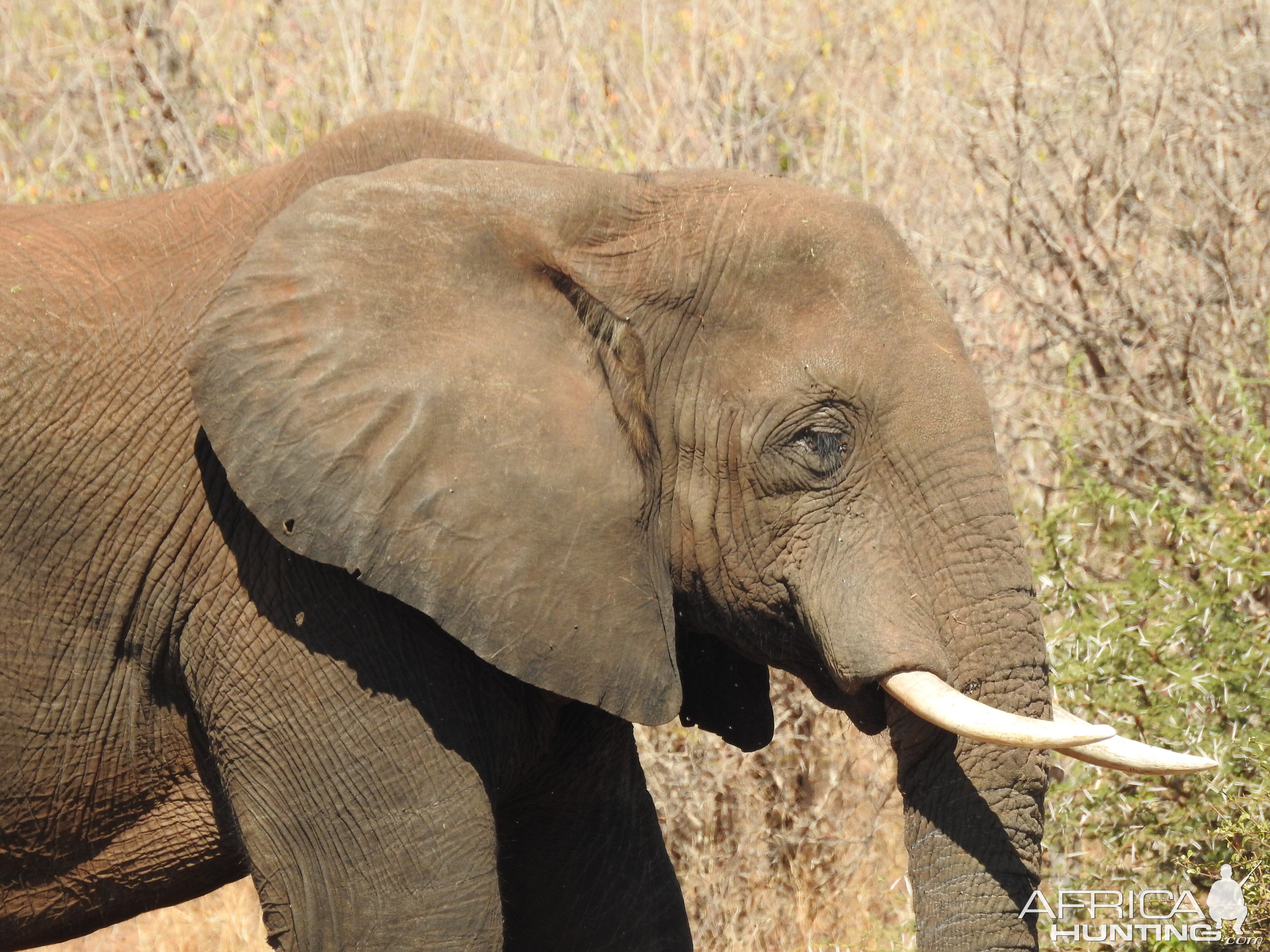 Elephant Chobe National Park Botswana