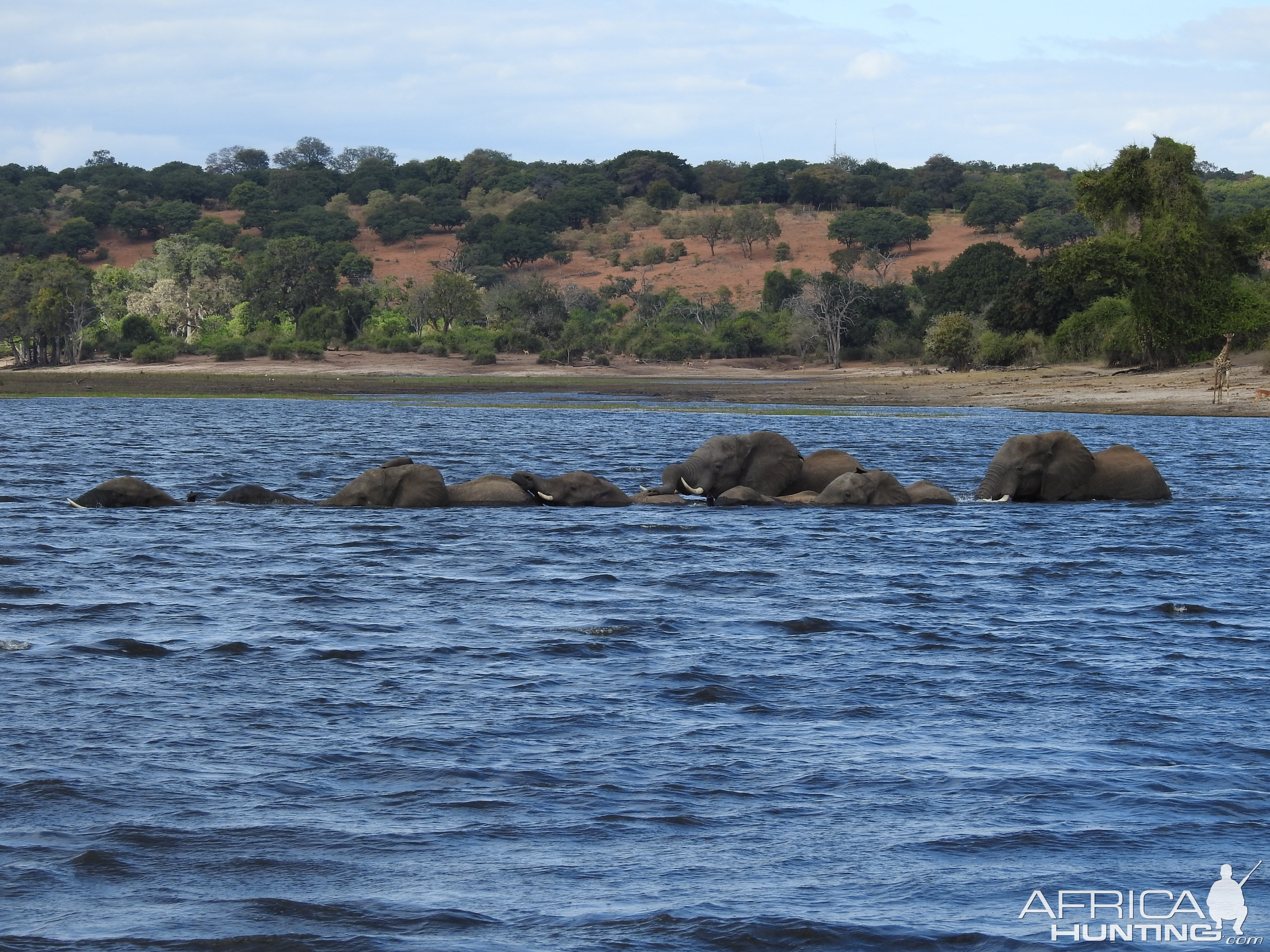 Elephant Chobe National Park Botswana