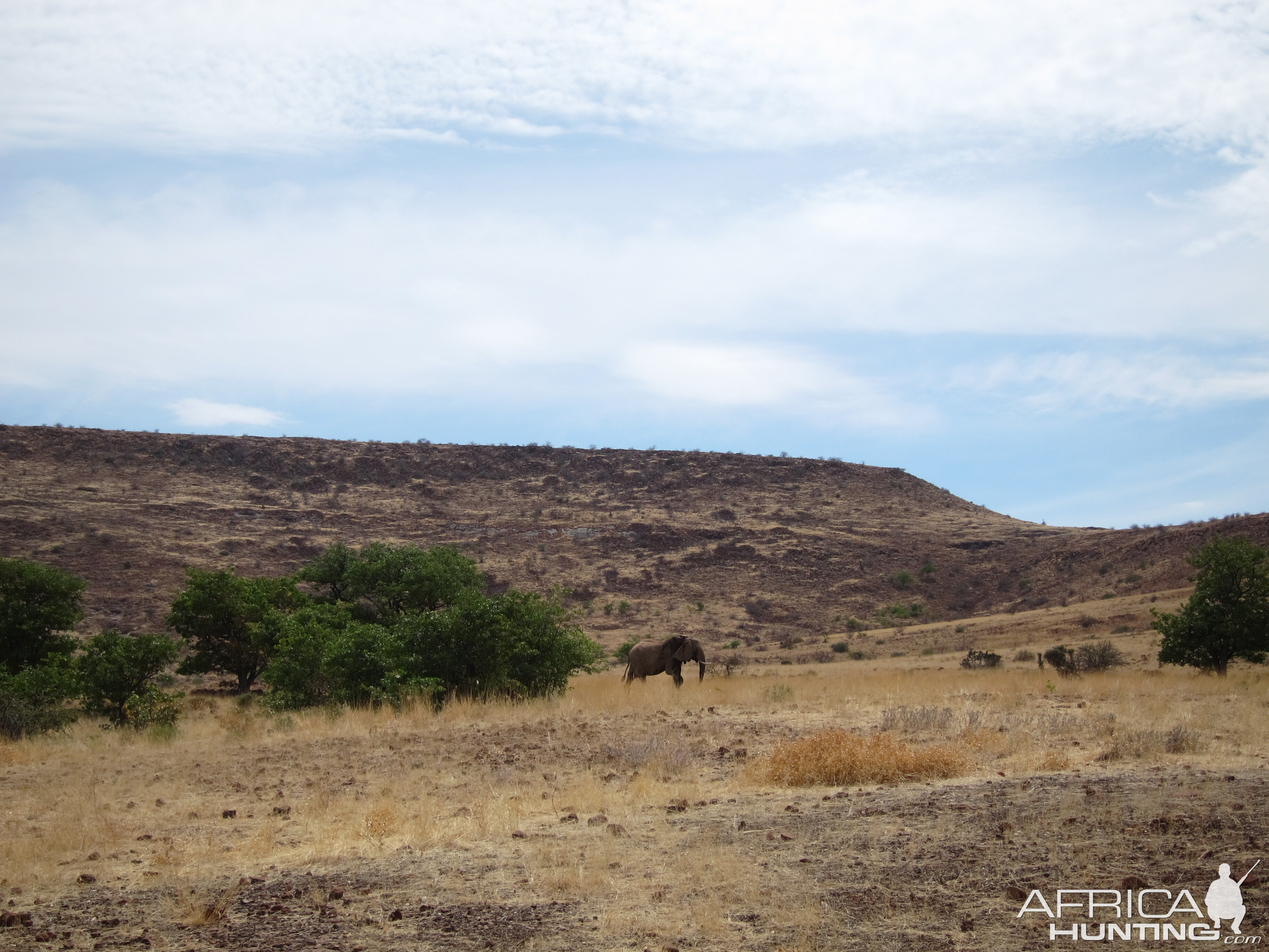 Elephant Damaraland Namibia