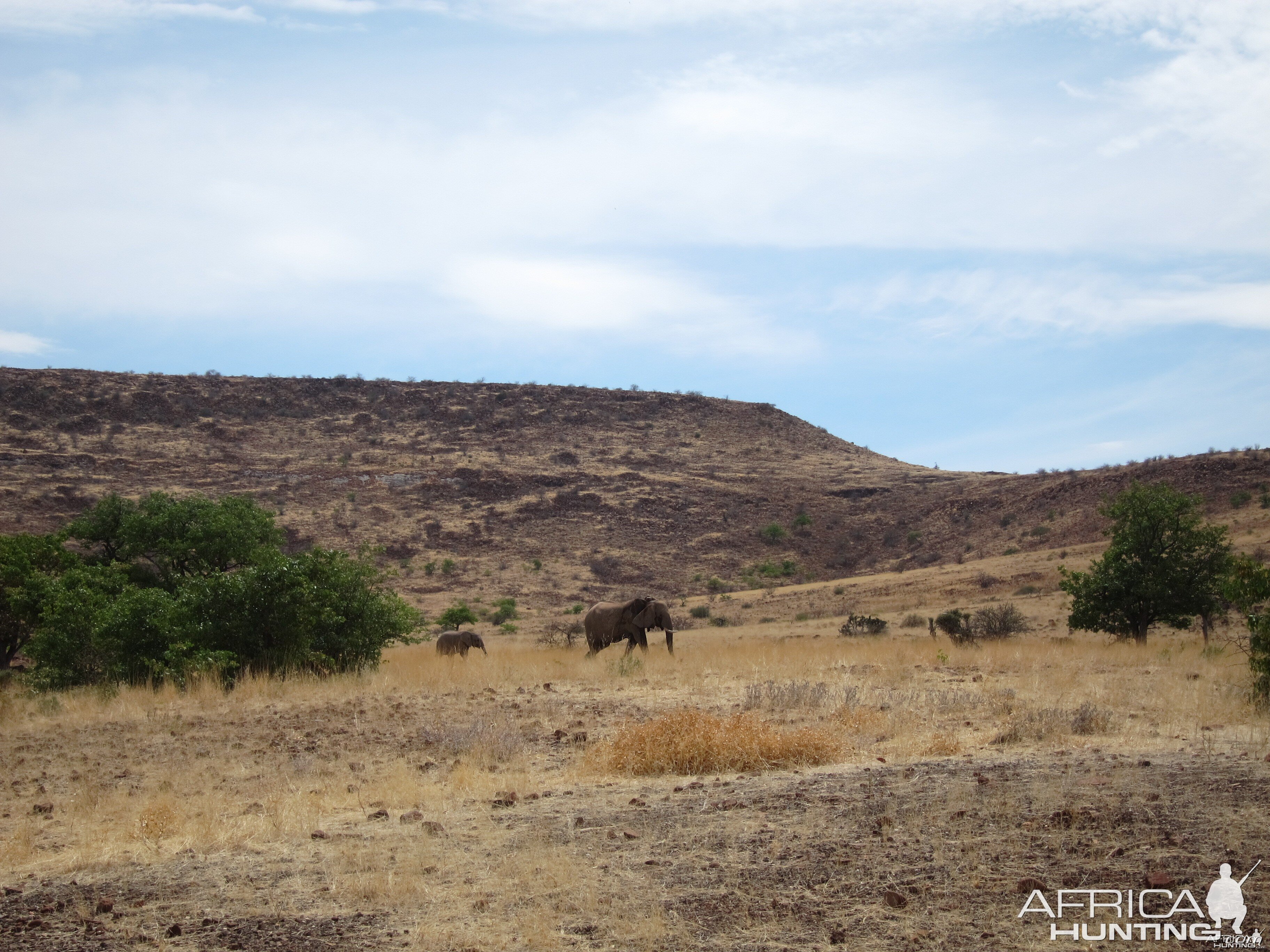 Elephant Damaraland Namibia