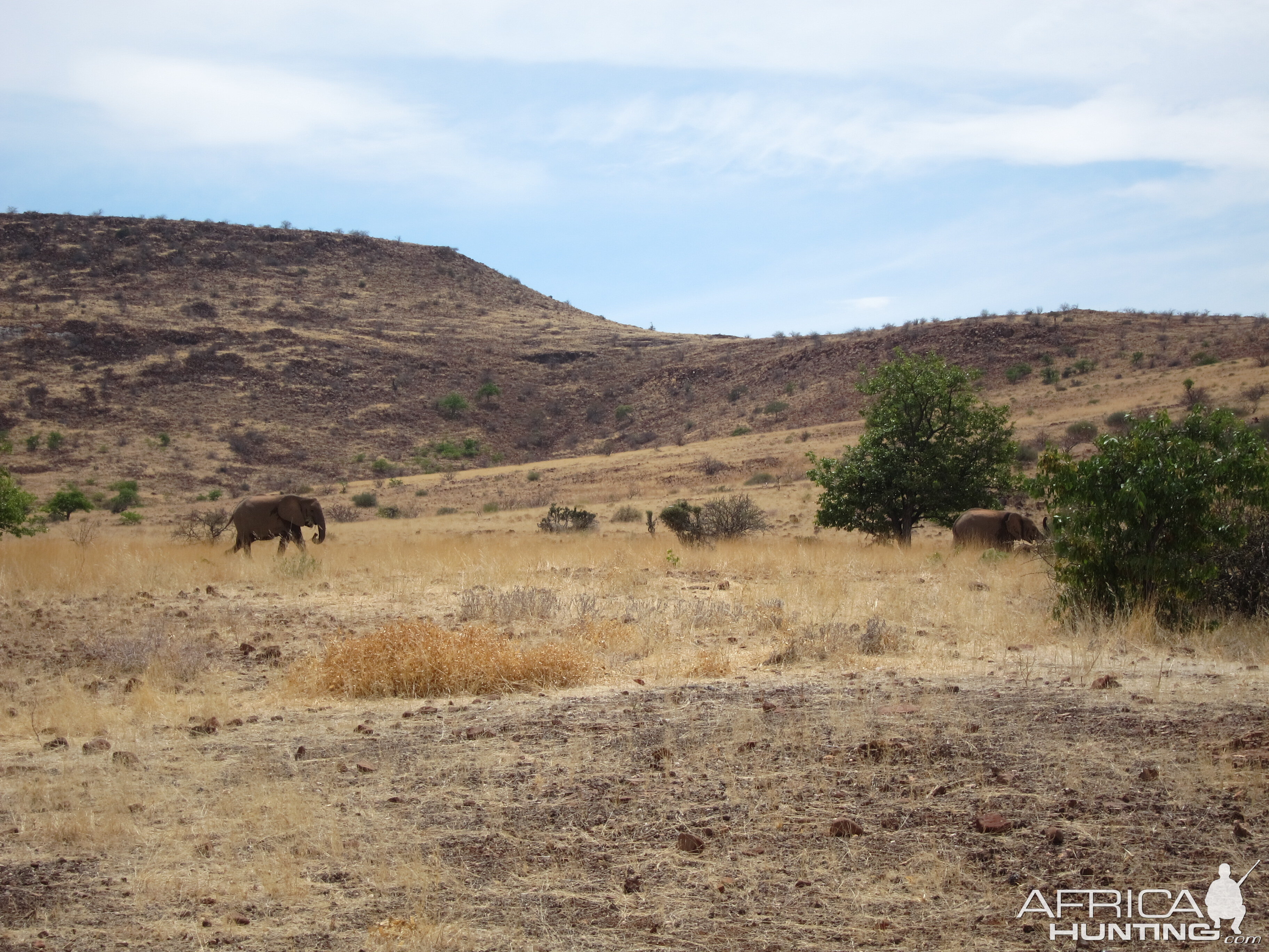 Elephant Damaraland Namibia