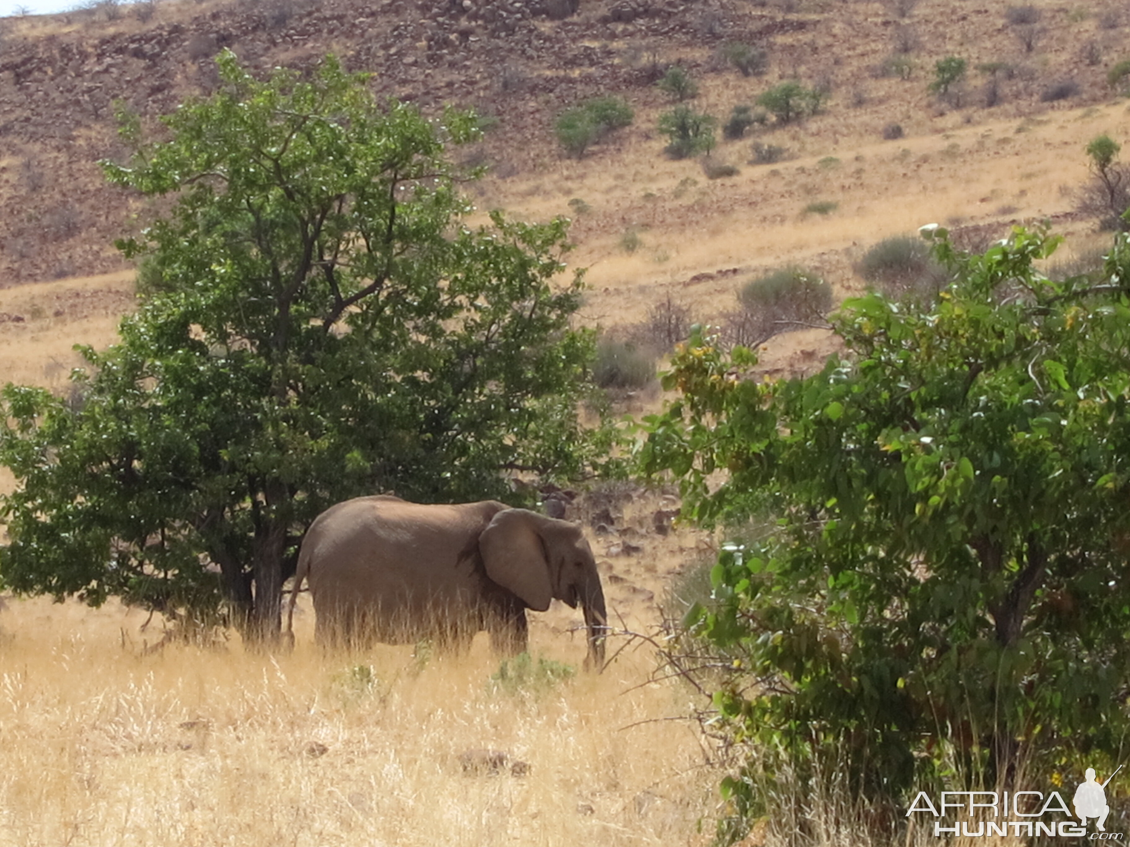 Elephant Damaraland Namibia