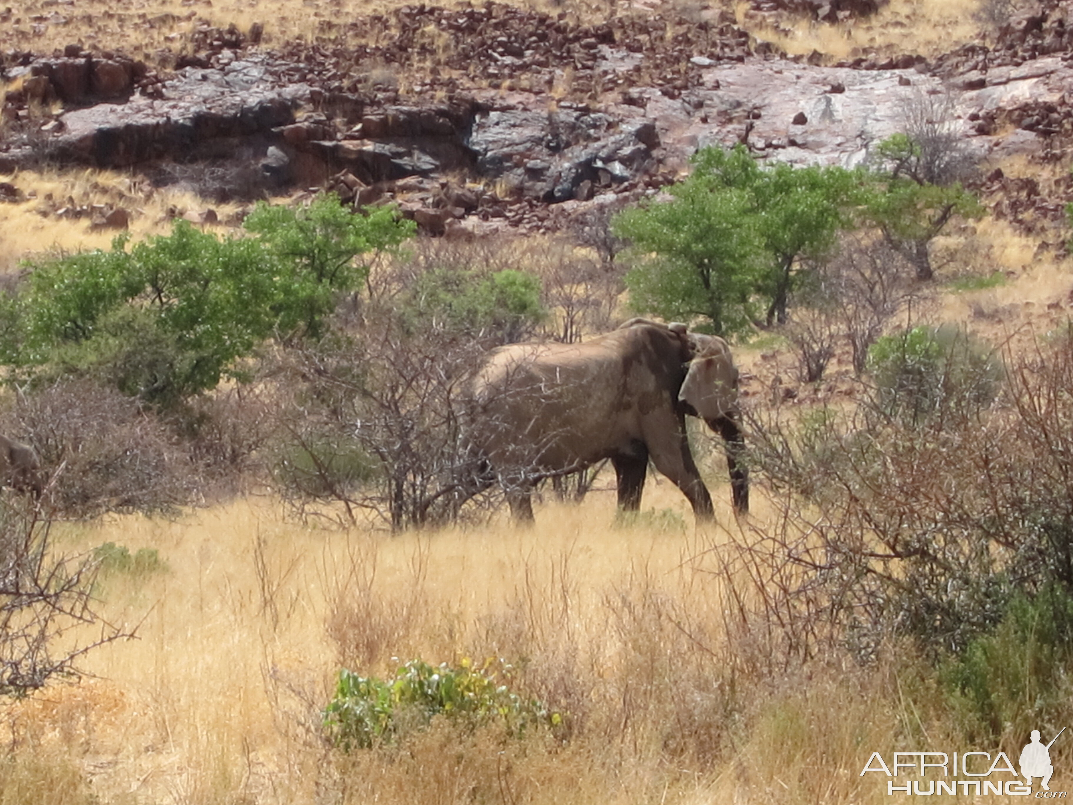 Elephant Damaraland Namibia