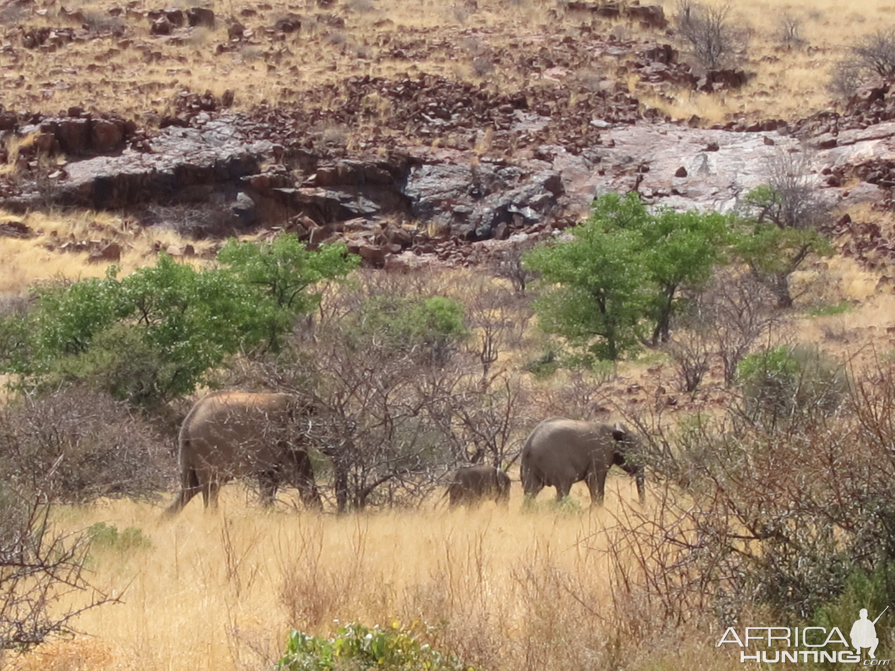 Elephant Damaraland Namibia