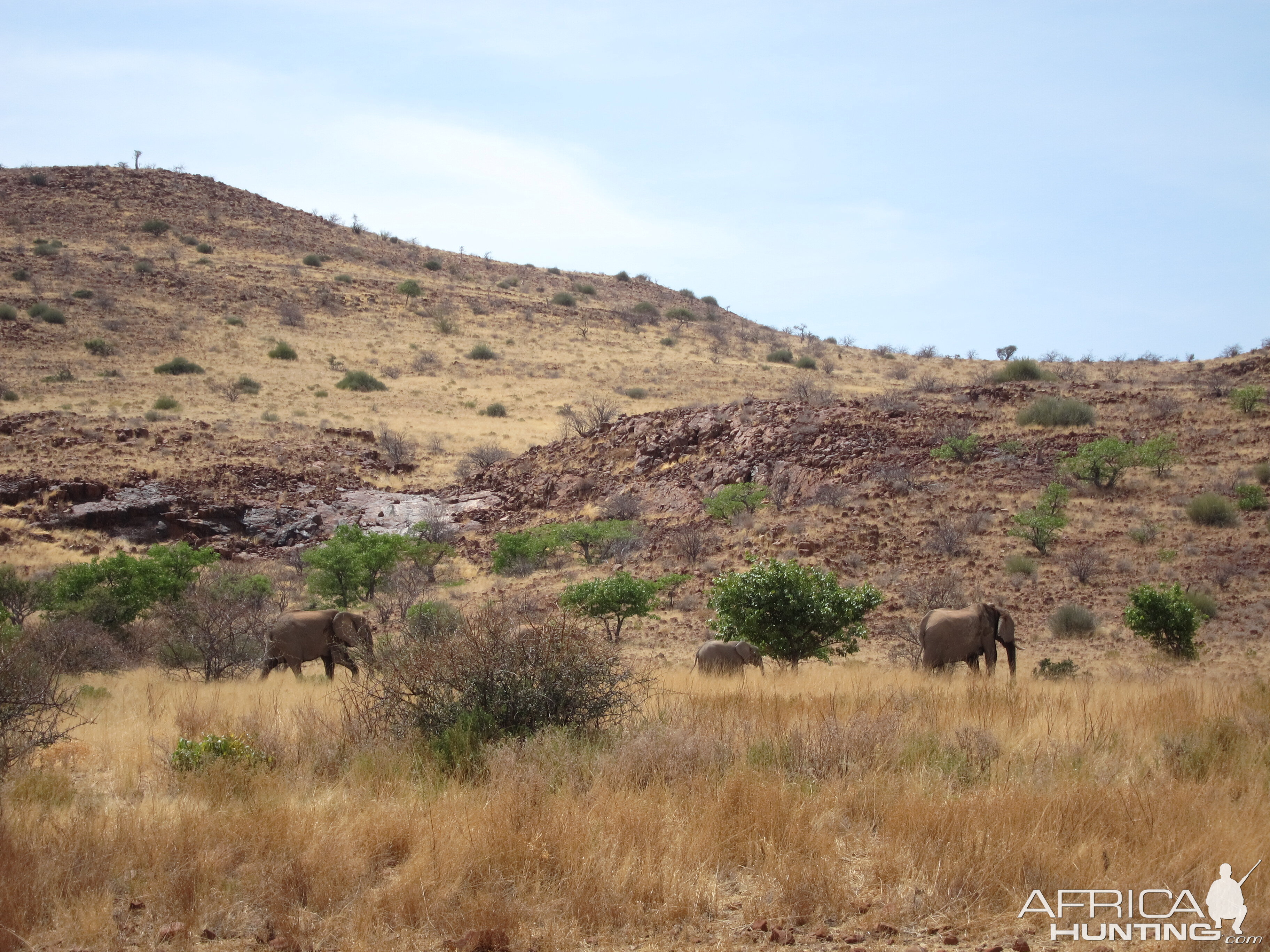 Elephant Damaraland Namibia