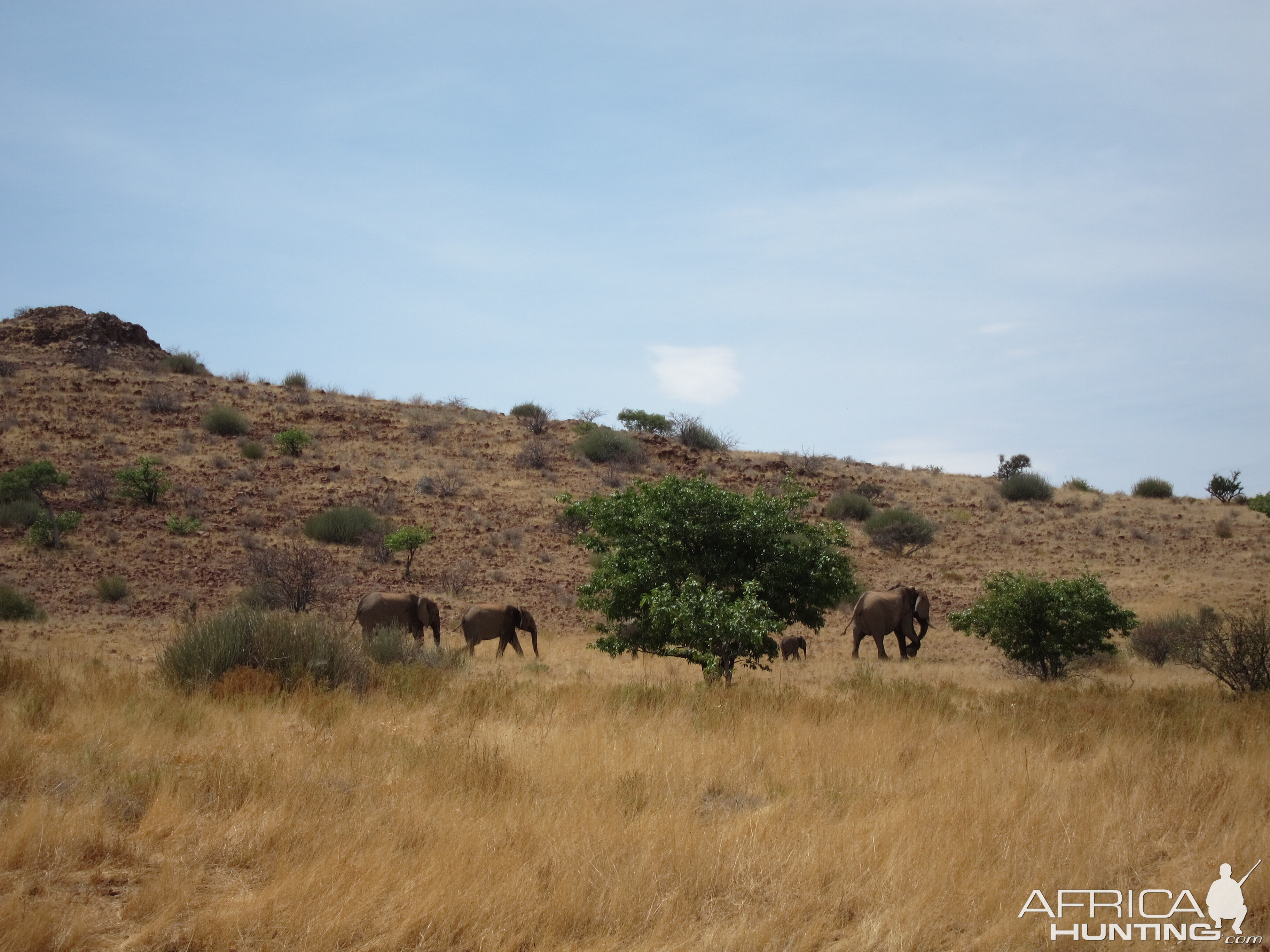 Elephant Damaraland Namibia