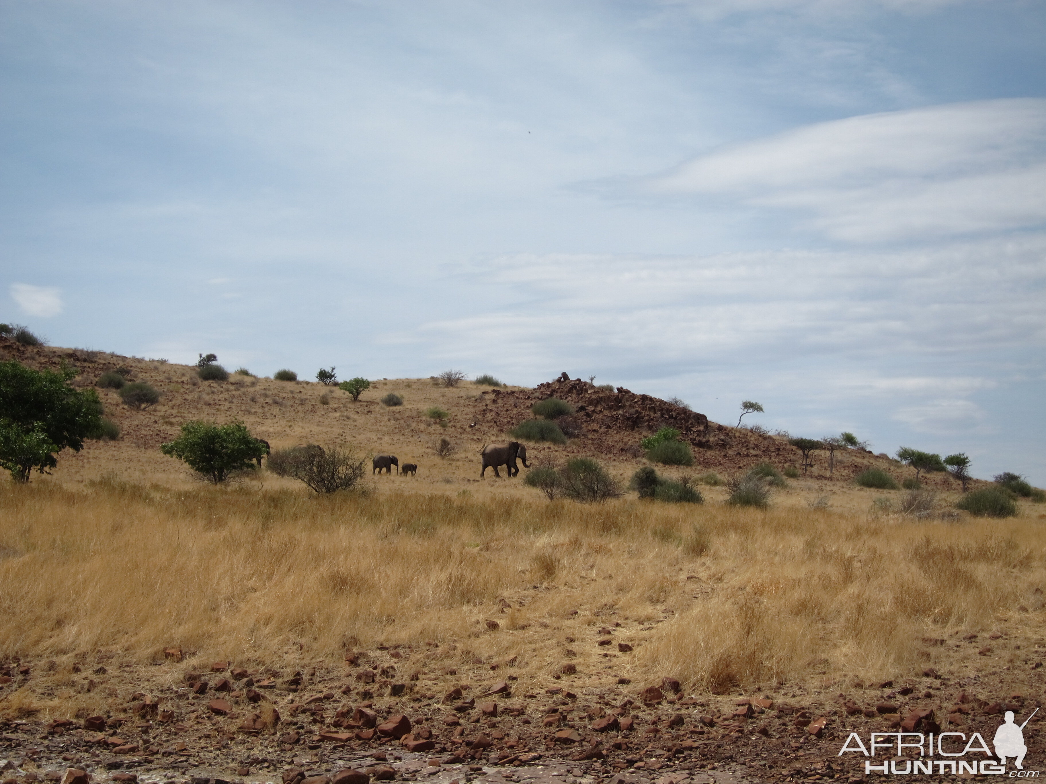 Elephant Damaraland Namibia