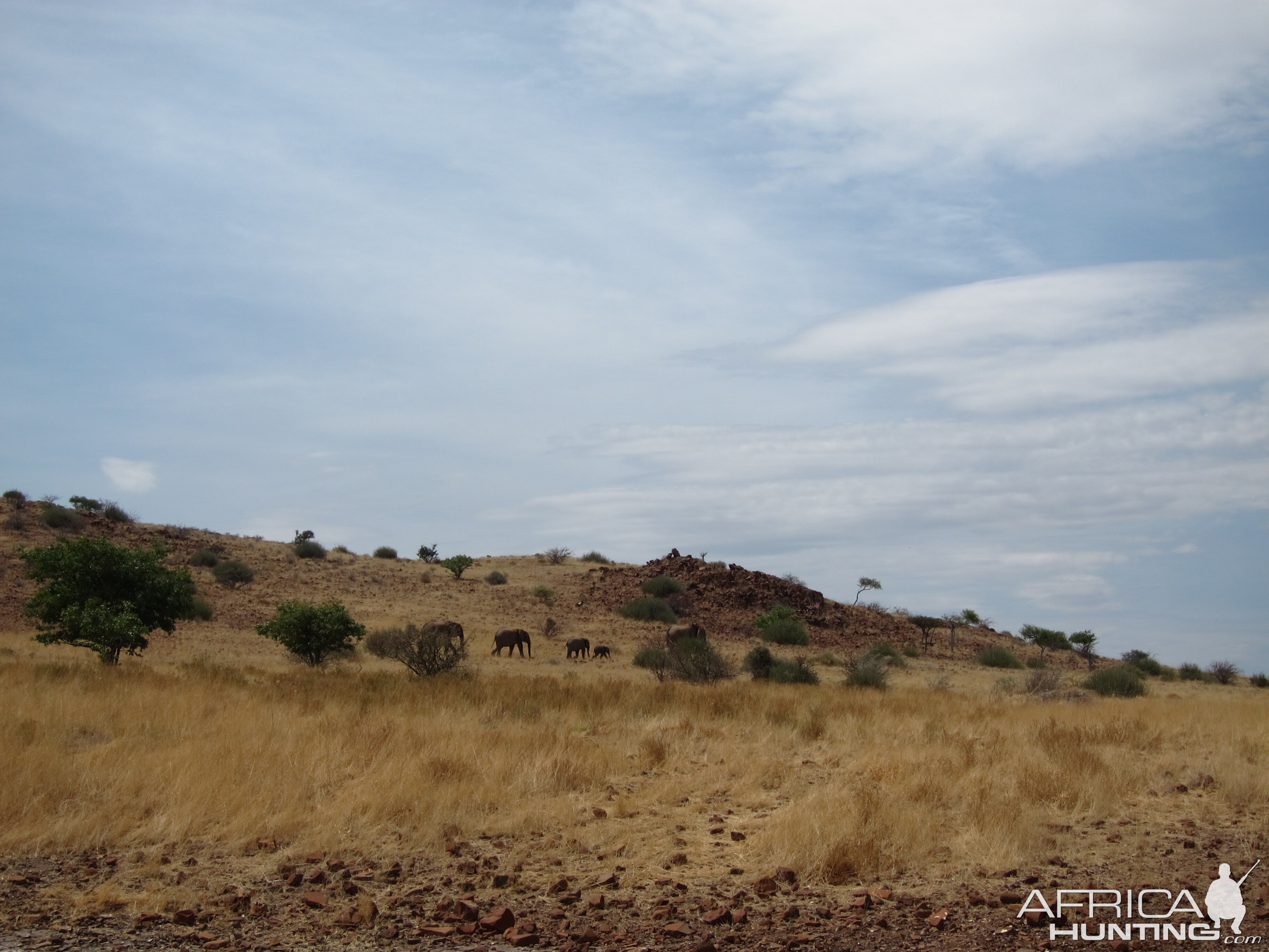 Elephant Damaraland Namibia